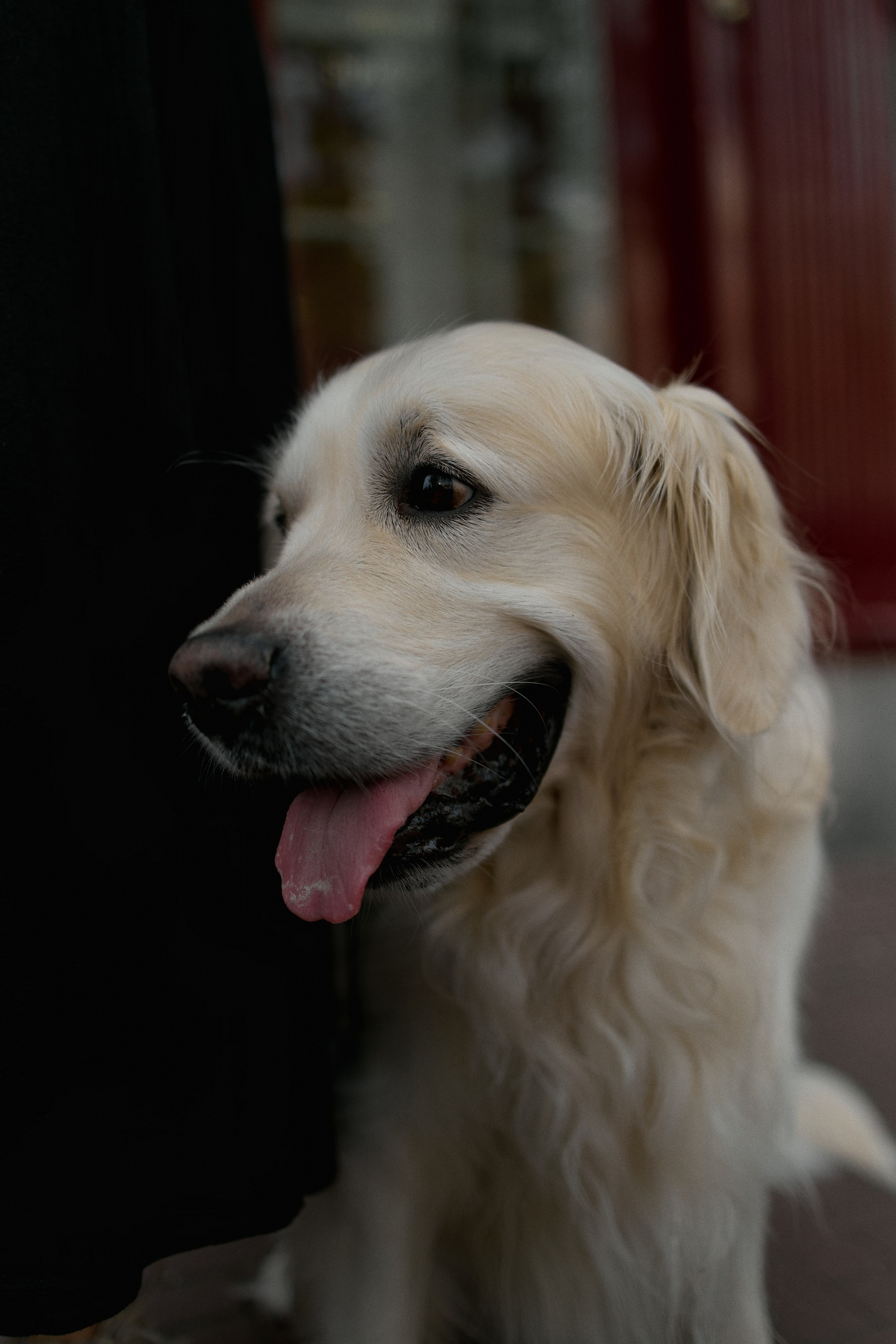 Olya&Batler. Katerina Simina — worldwide photographer | Europe