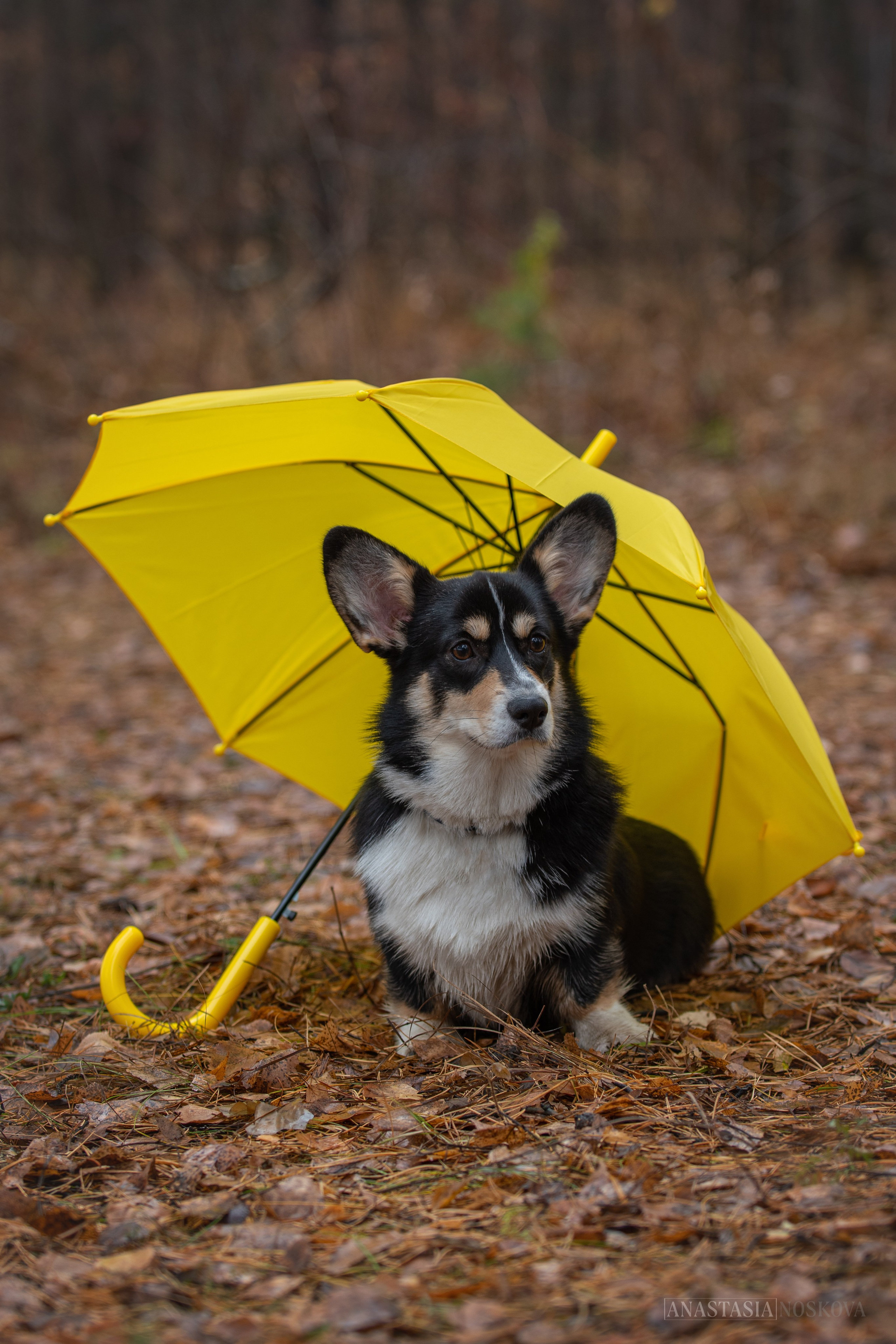 Анастасия Носкова | Фотограф