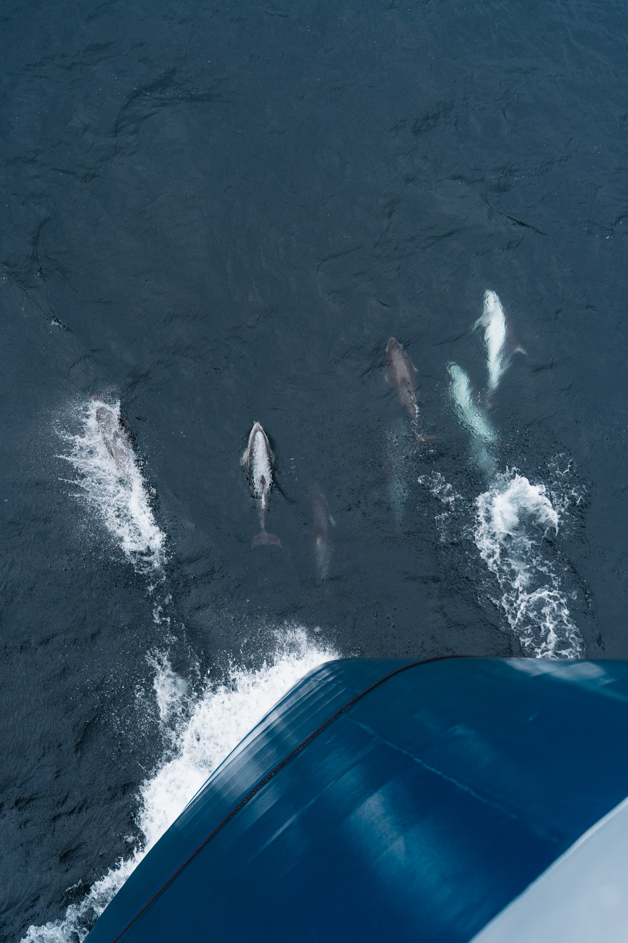 Природа. Медийный светский репортажный фотограф