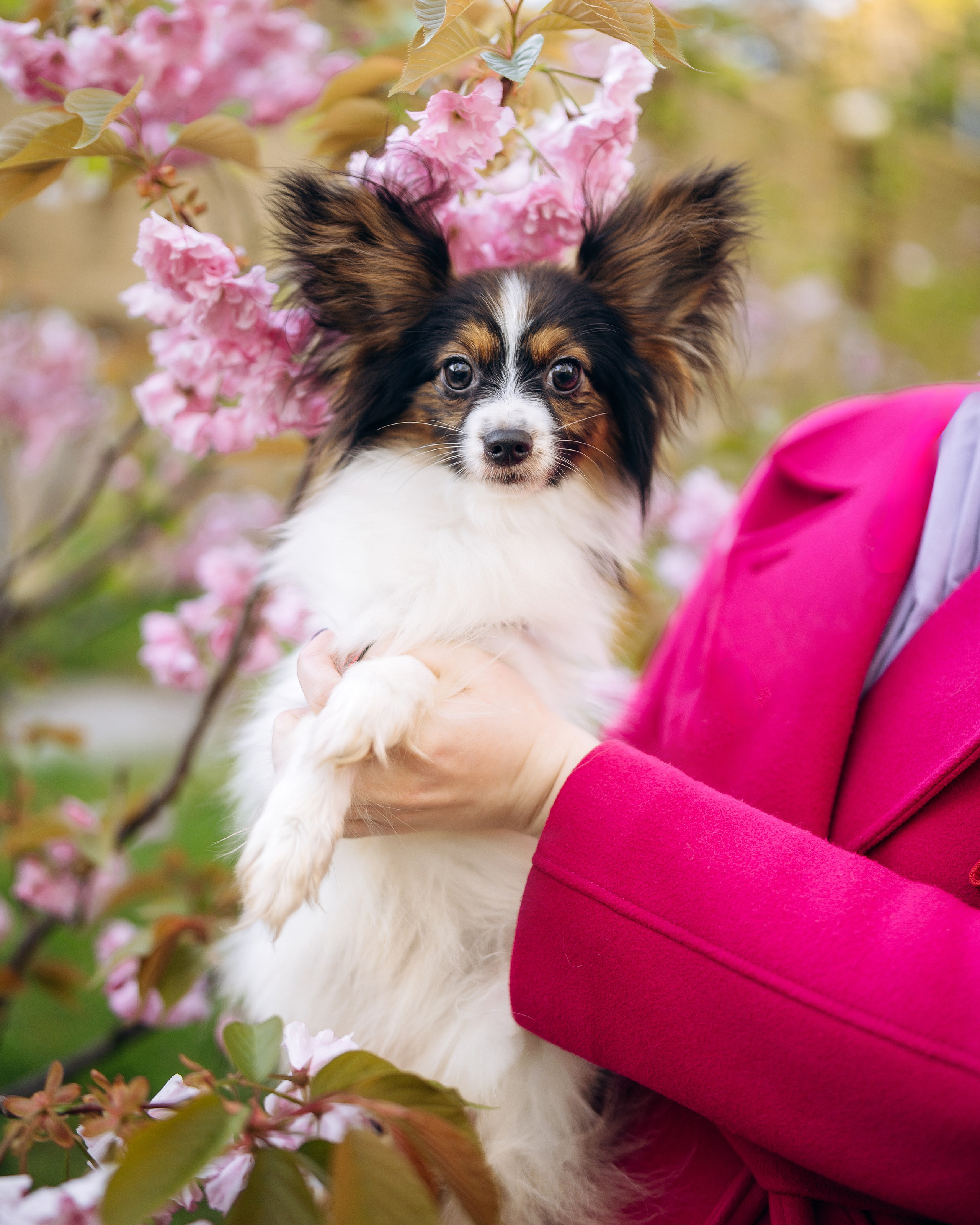 Животные. Фотограф Сочи-Краснодар