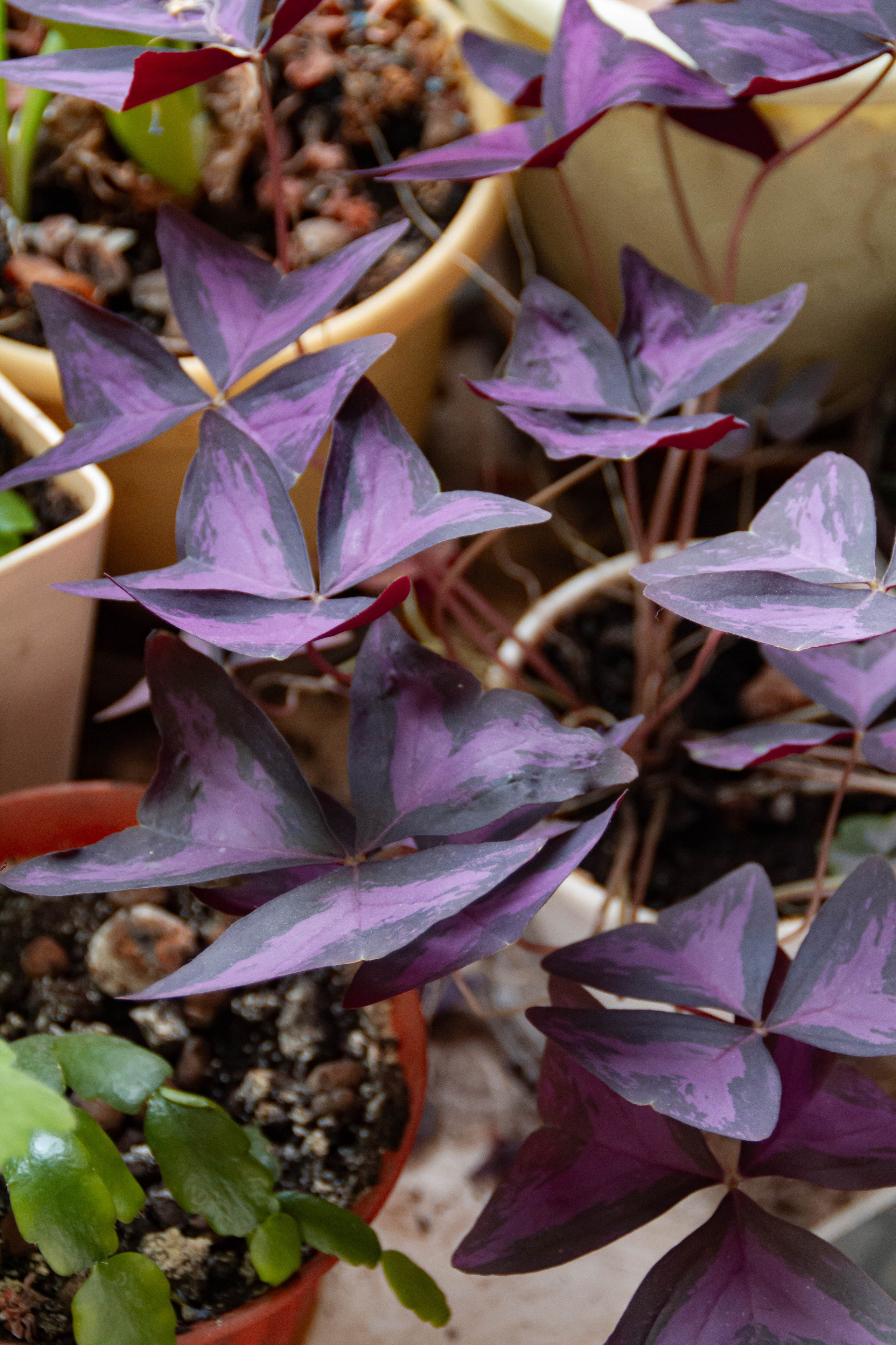 Архитектура