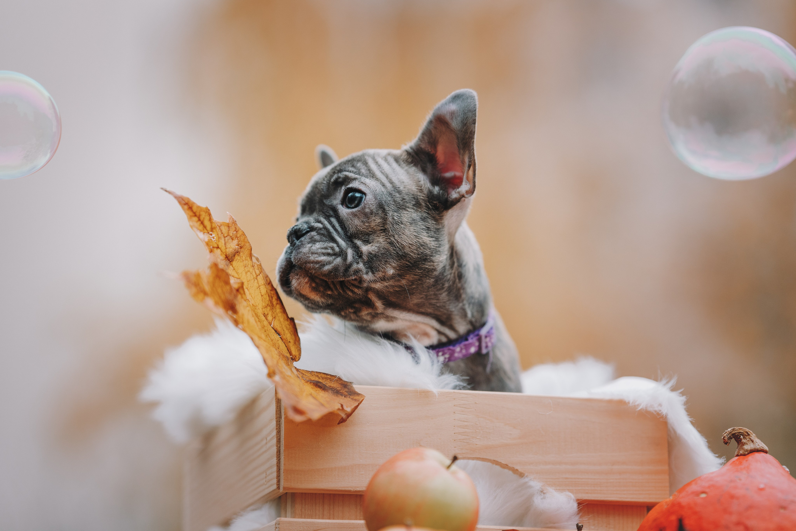 Французские бульдоги. Фотограф анималист Осипчикова Мария