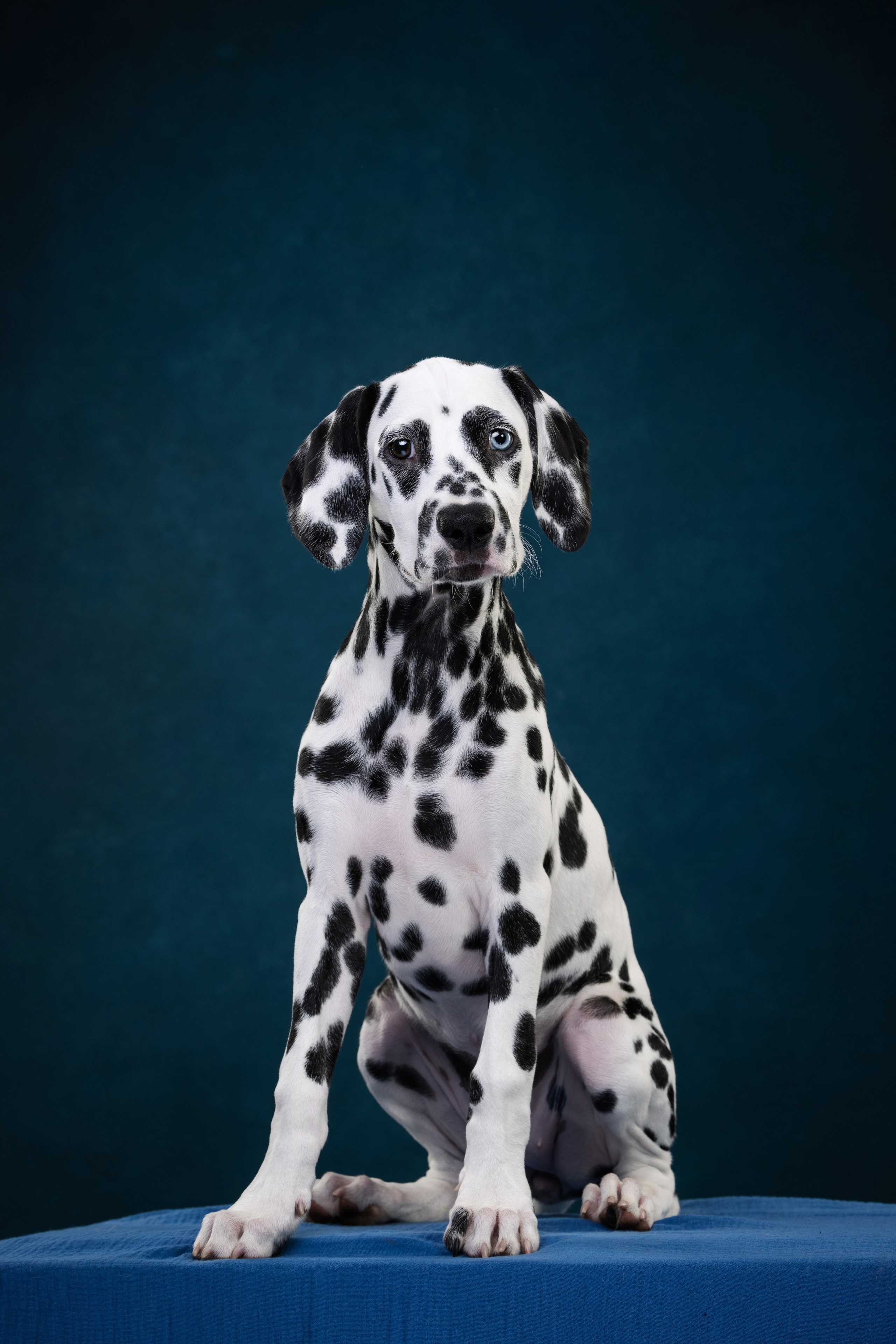 Далматин Одри. Фотограф анималист Осипчикова Мария