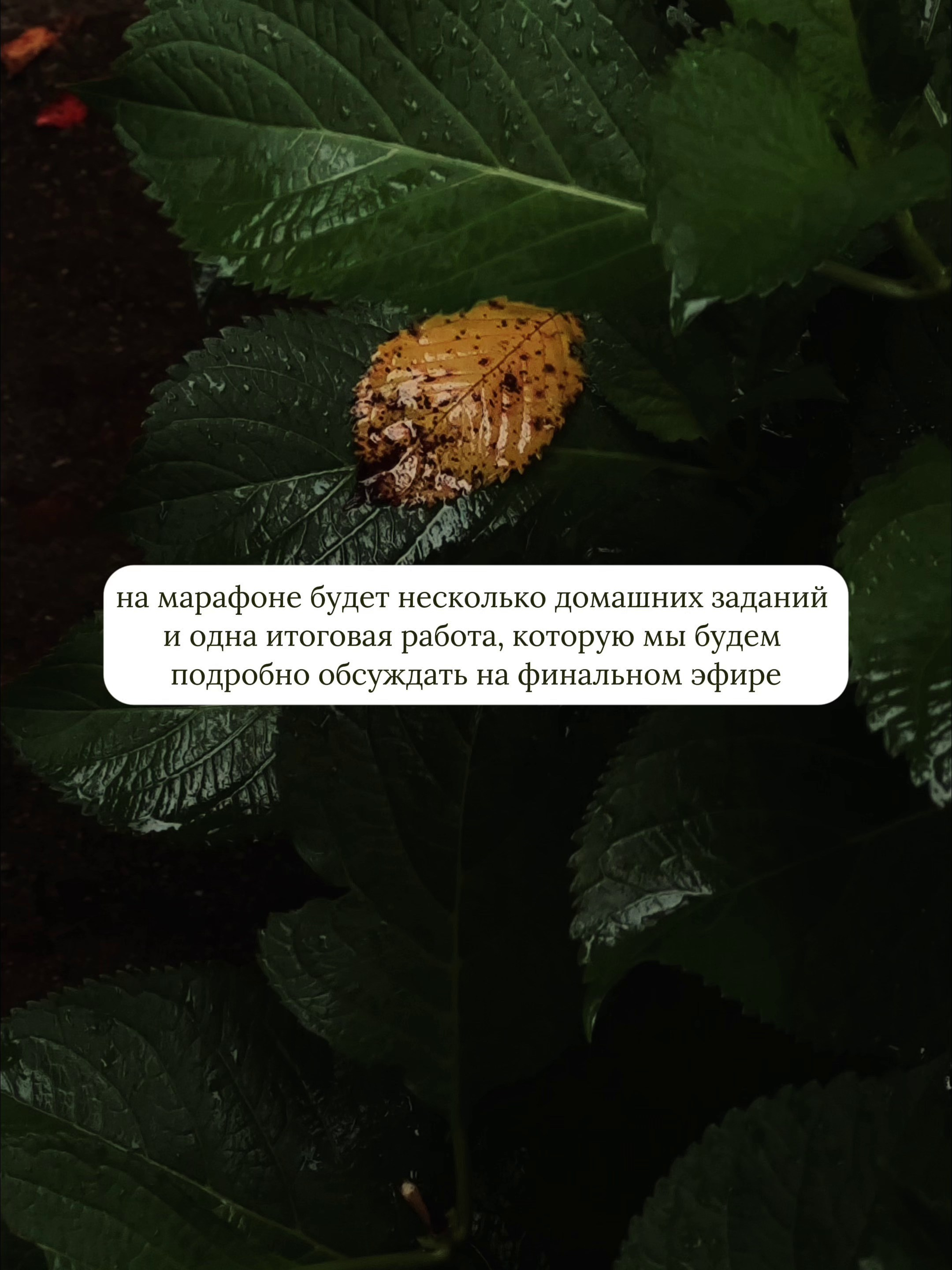 Осенний марафон 2026. Мобильный фотограф и видеограф Сочи