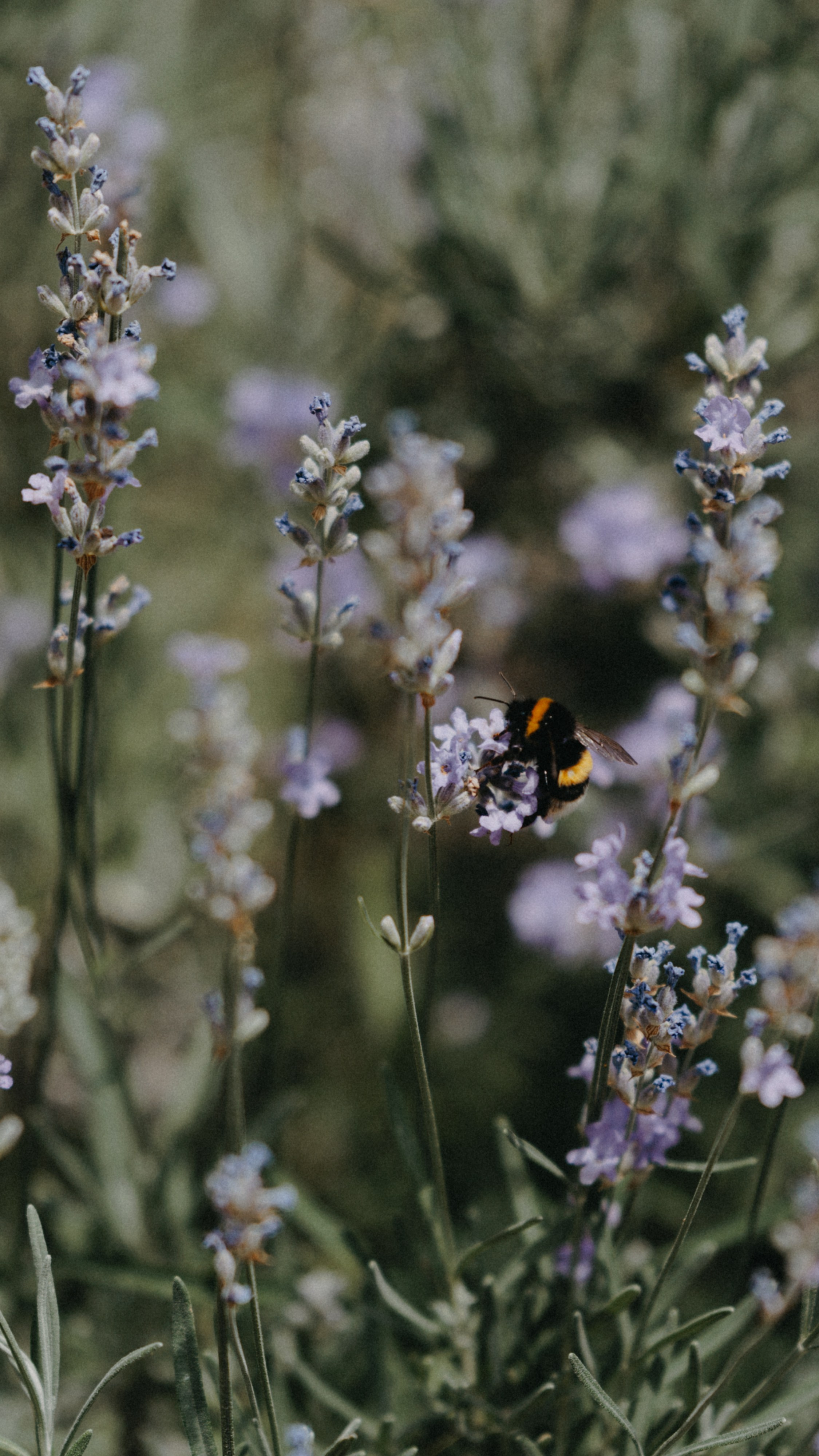 Заставки на телефон. Семейный фотограф в Белгороде