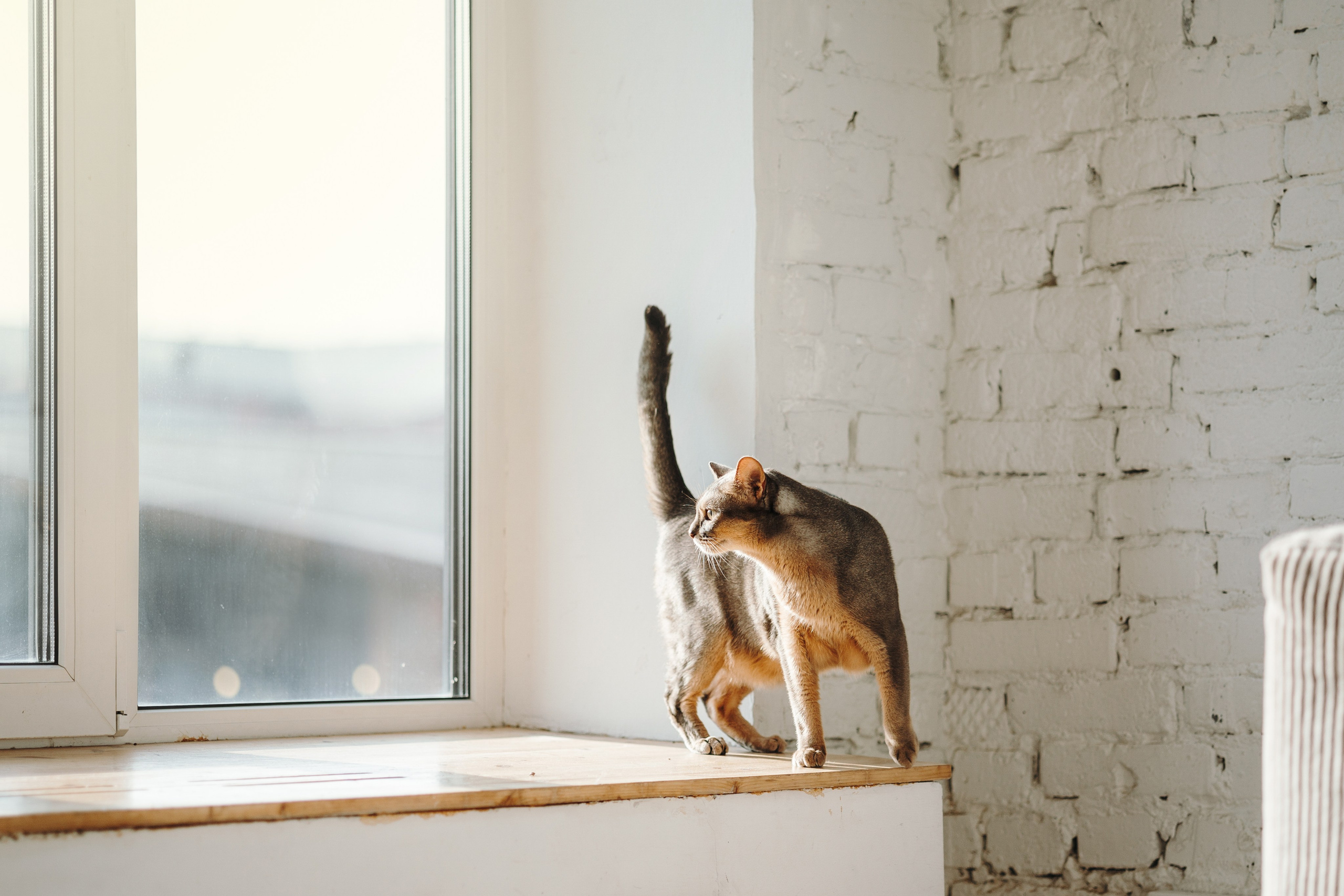 Циско и его семья. Фотограф — Анималист | Санкт-Петербург