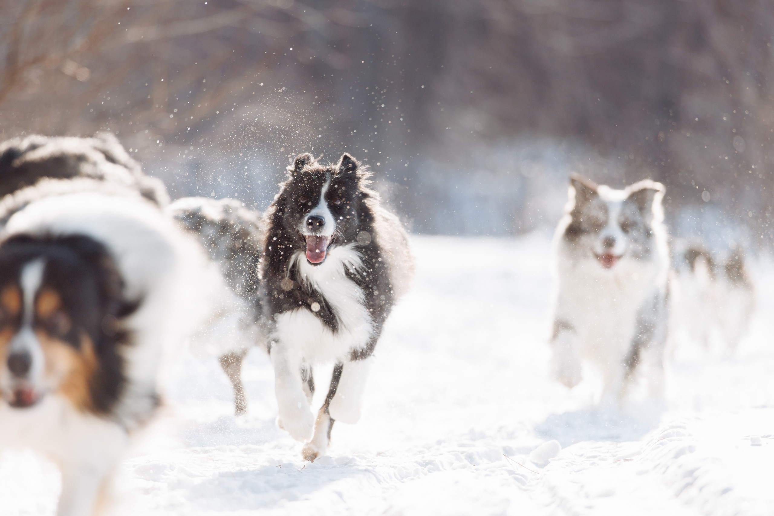 Яркий январь. О нас