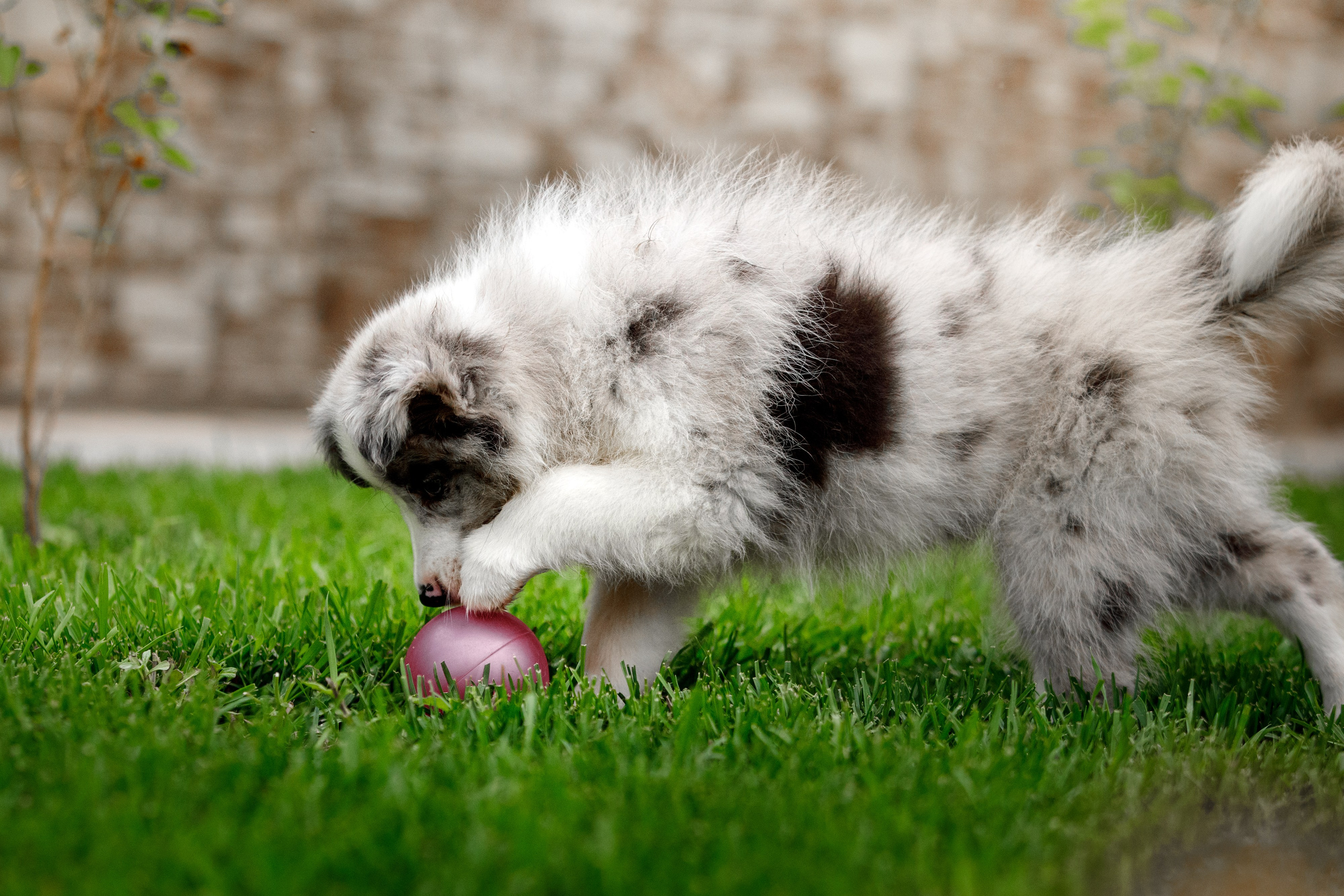Болтовня в саду. О нас