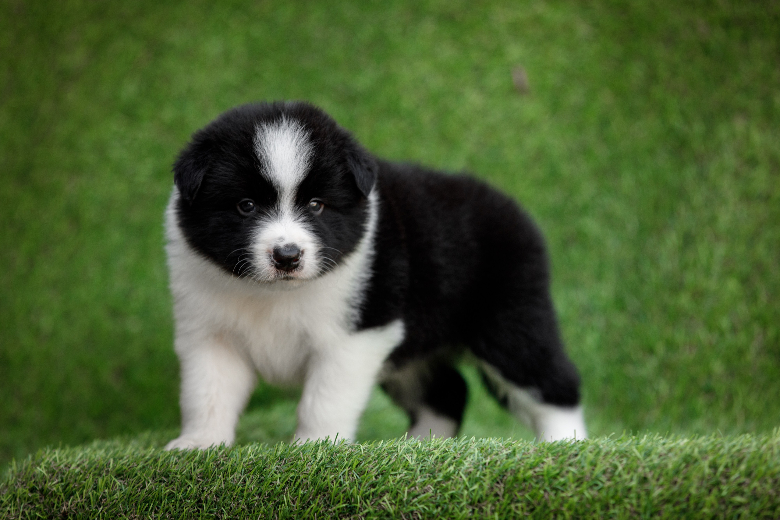 Смешарики. О нас