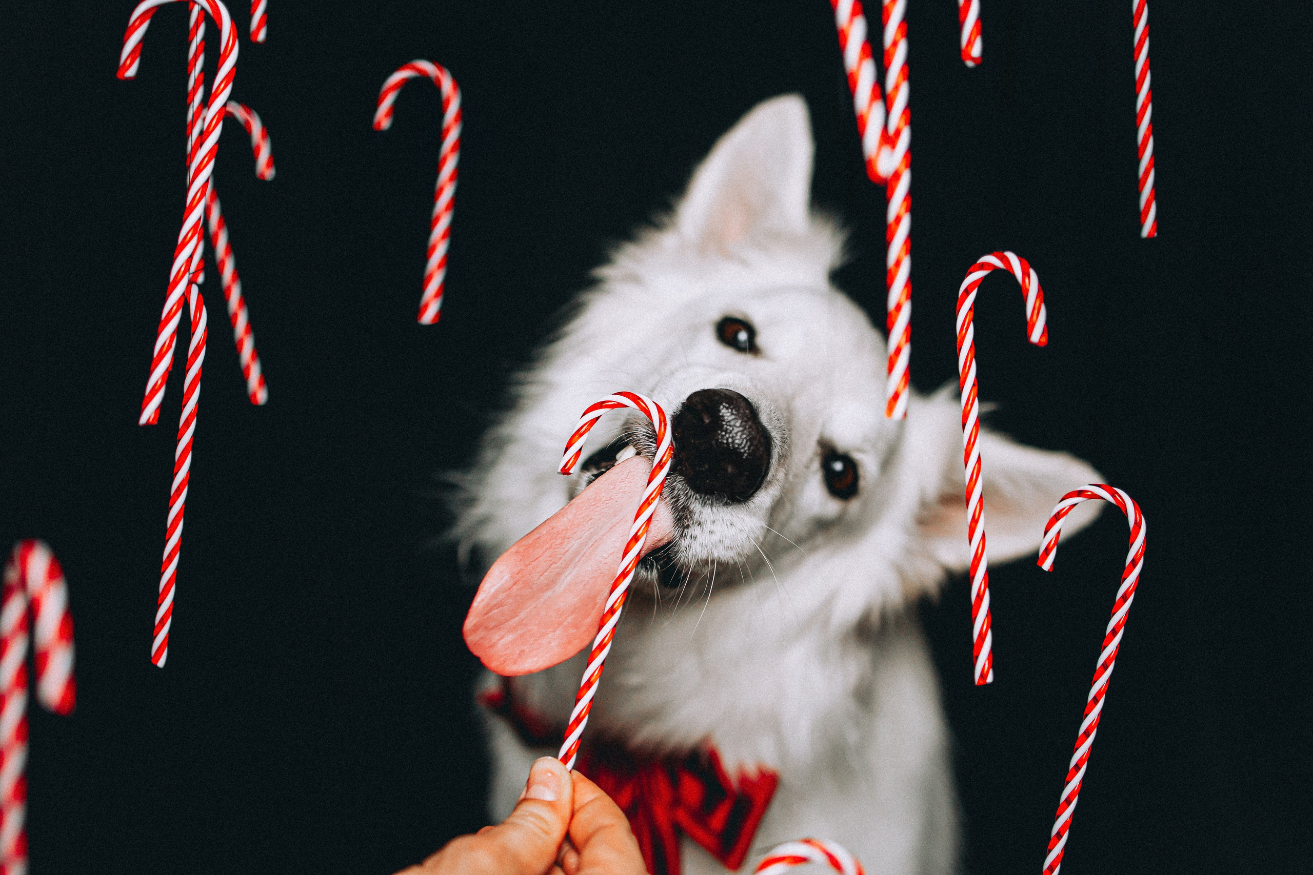 Джек, Бет и Кову