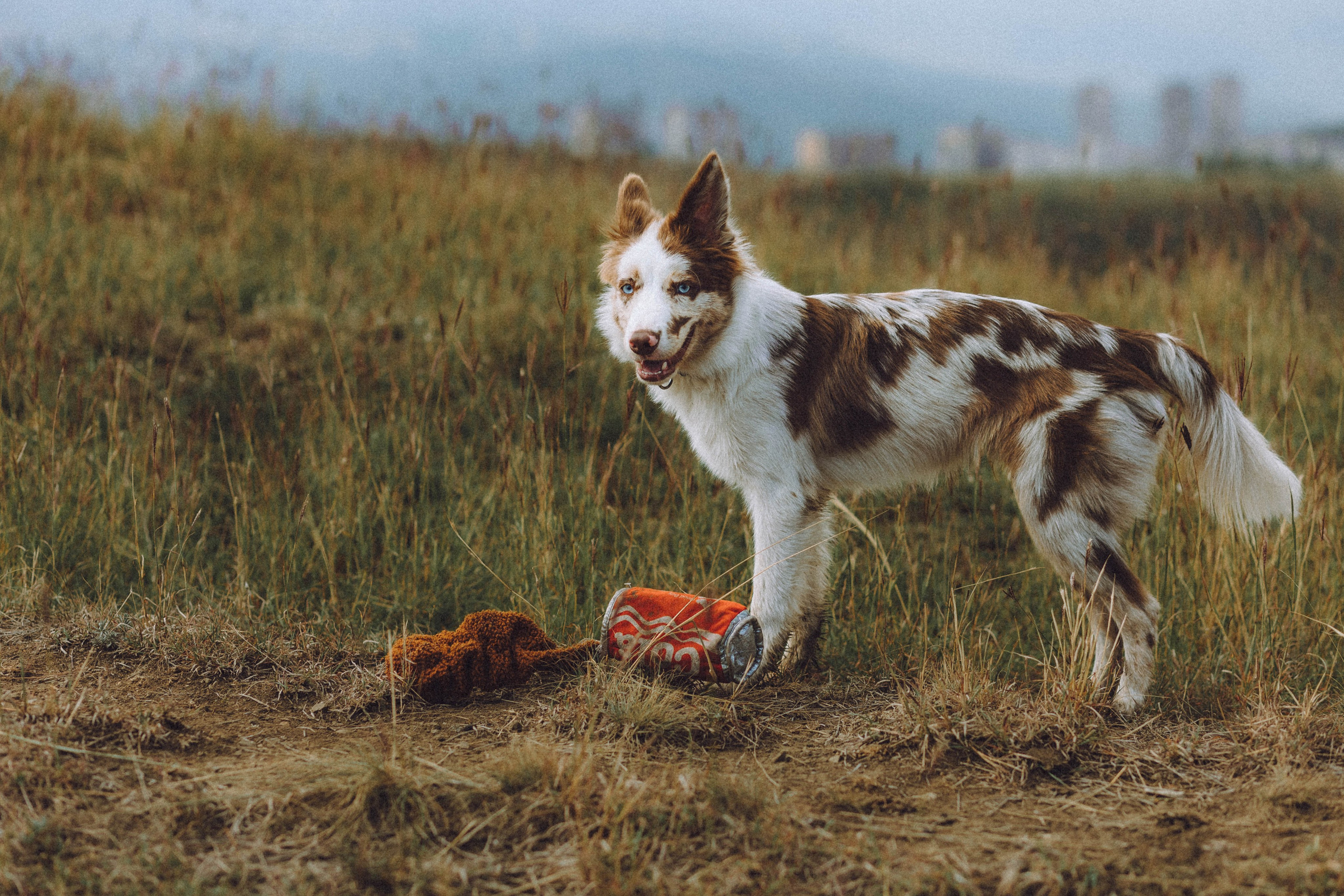 Оля, Саша и Айко