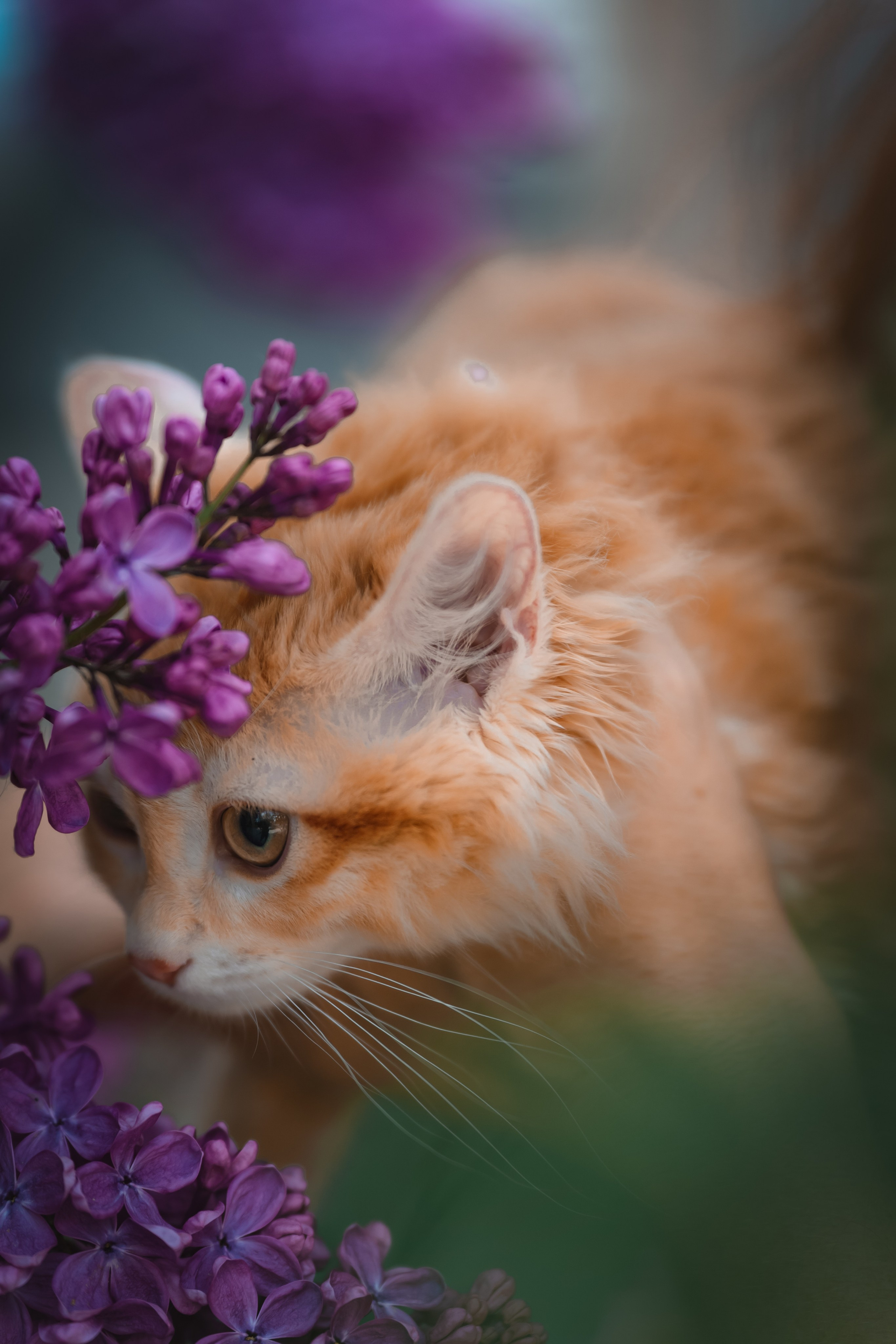 Питомник Курильских бобтейлов. Фотограф в Москве Ленарская Дарья