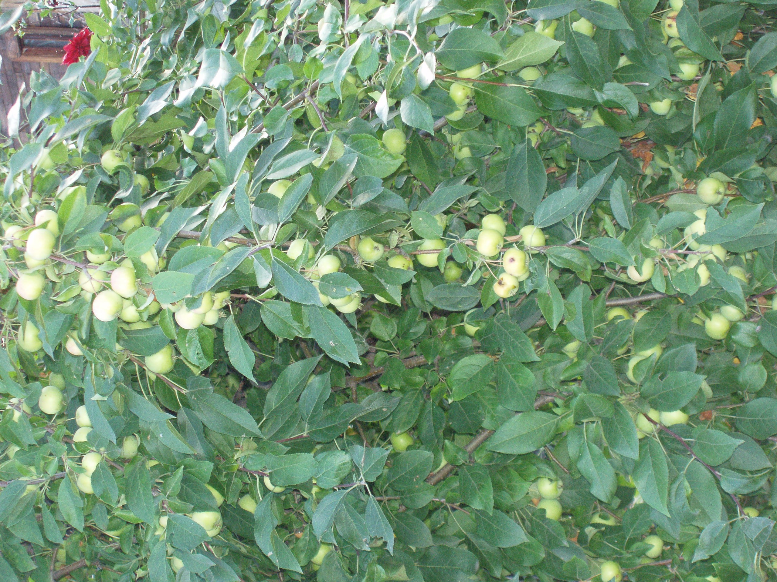 Дача 20.08.2005. Семейный, Свадебный фотограф СПБ Питер— Романова Екатерина