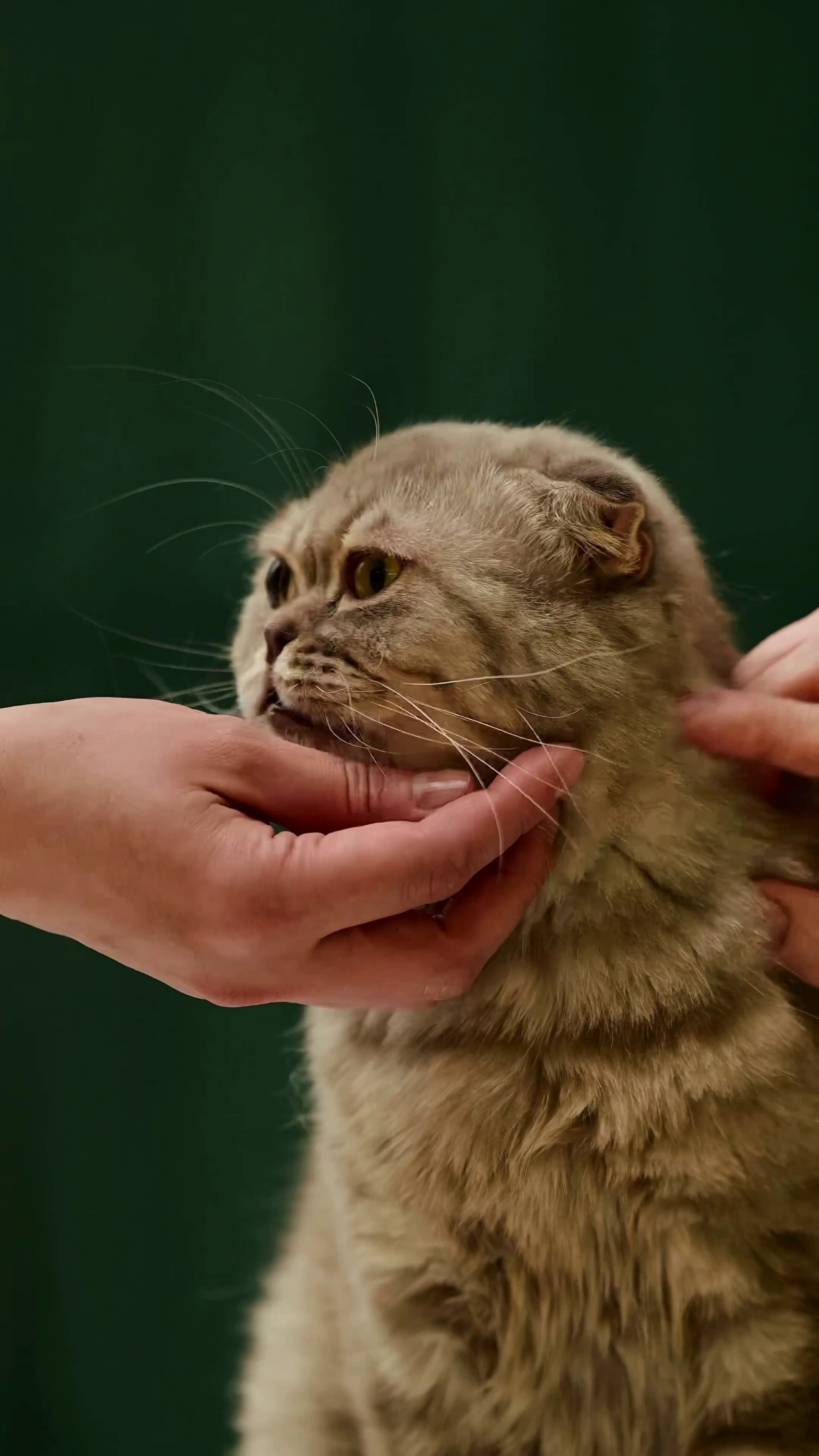 Съёмка для волонтёров (видео). Мила Астахова