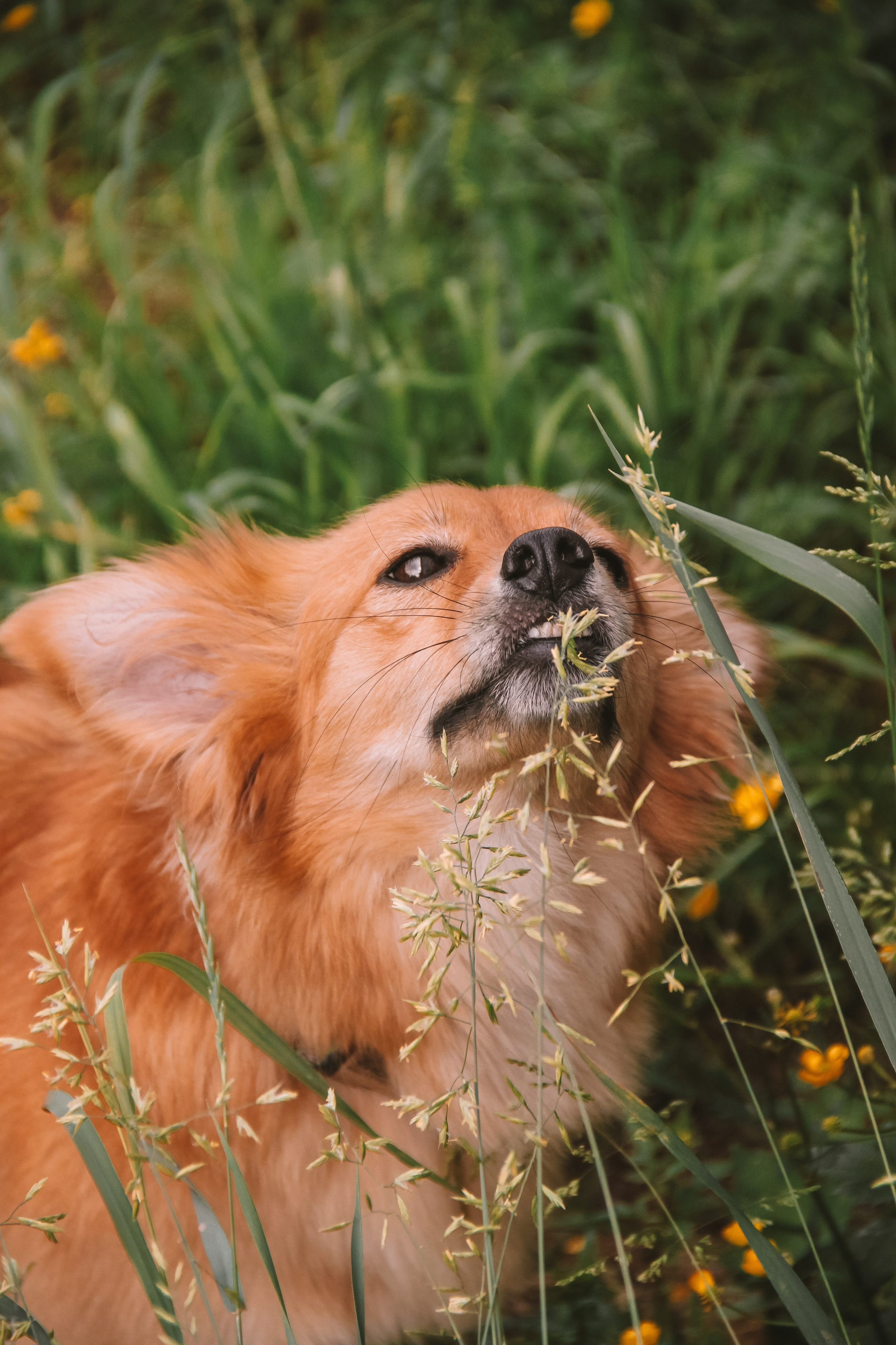 Кнопа. Валерия Гуртовая | Фотограф, Санкт-Петербург