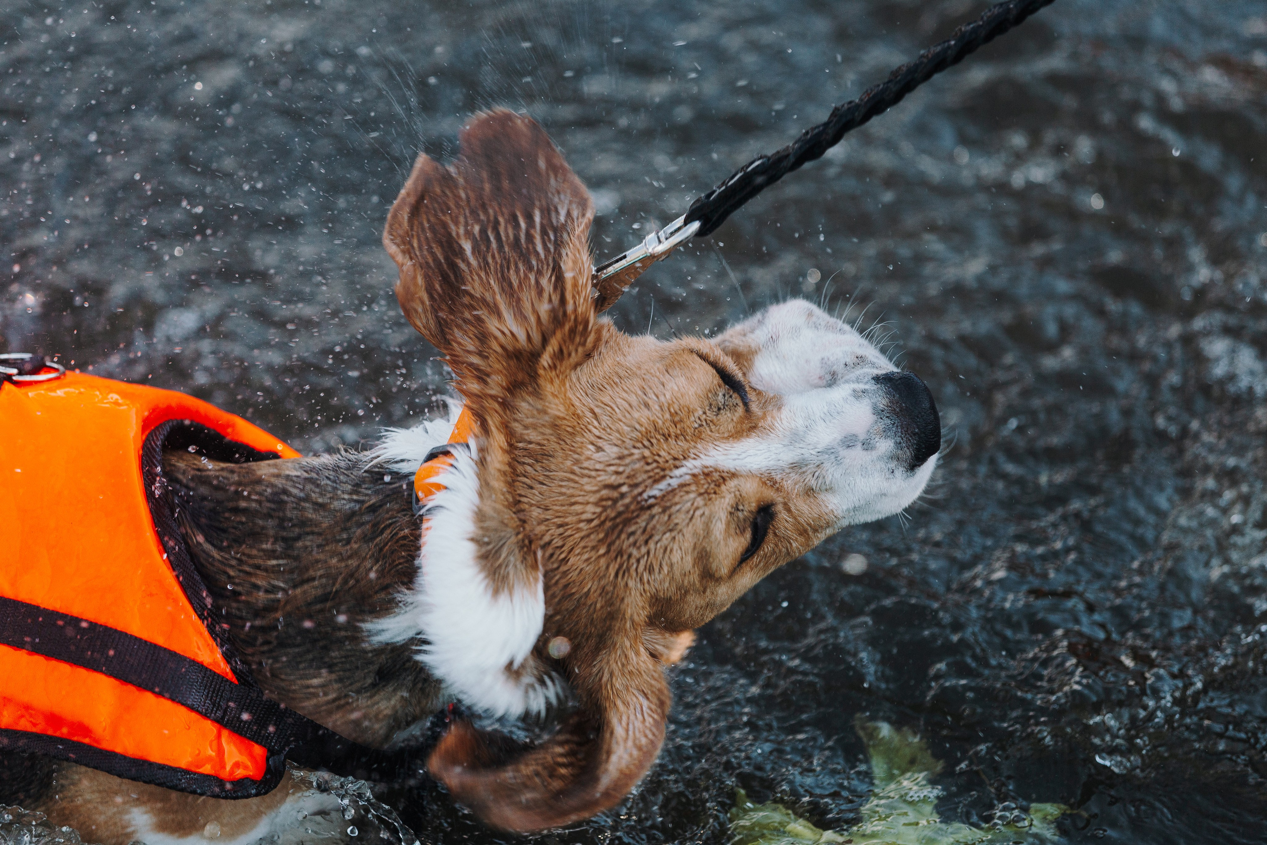 Petshop Sup day. Фотограф анималист Кристина Карпова, Москва