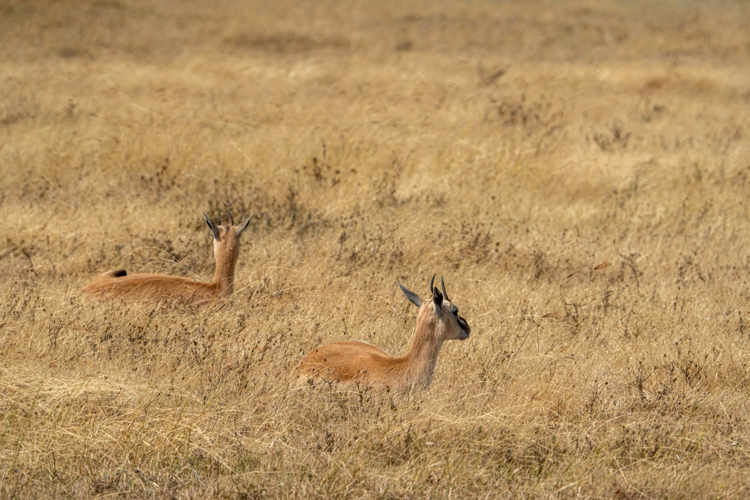 Танзания, сафари, 2025. Творческие сьемки