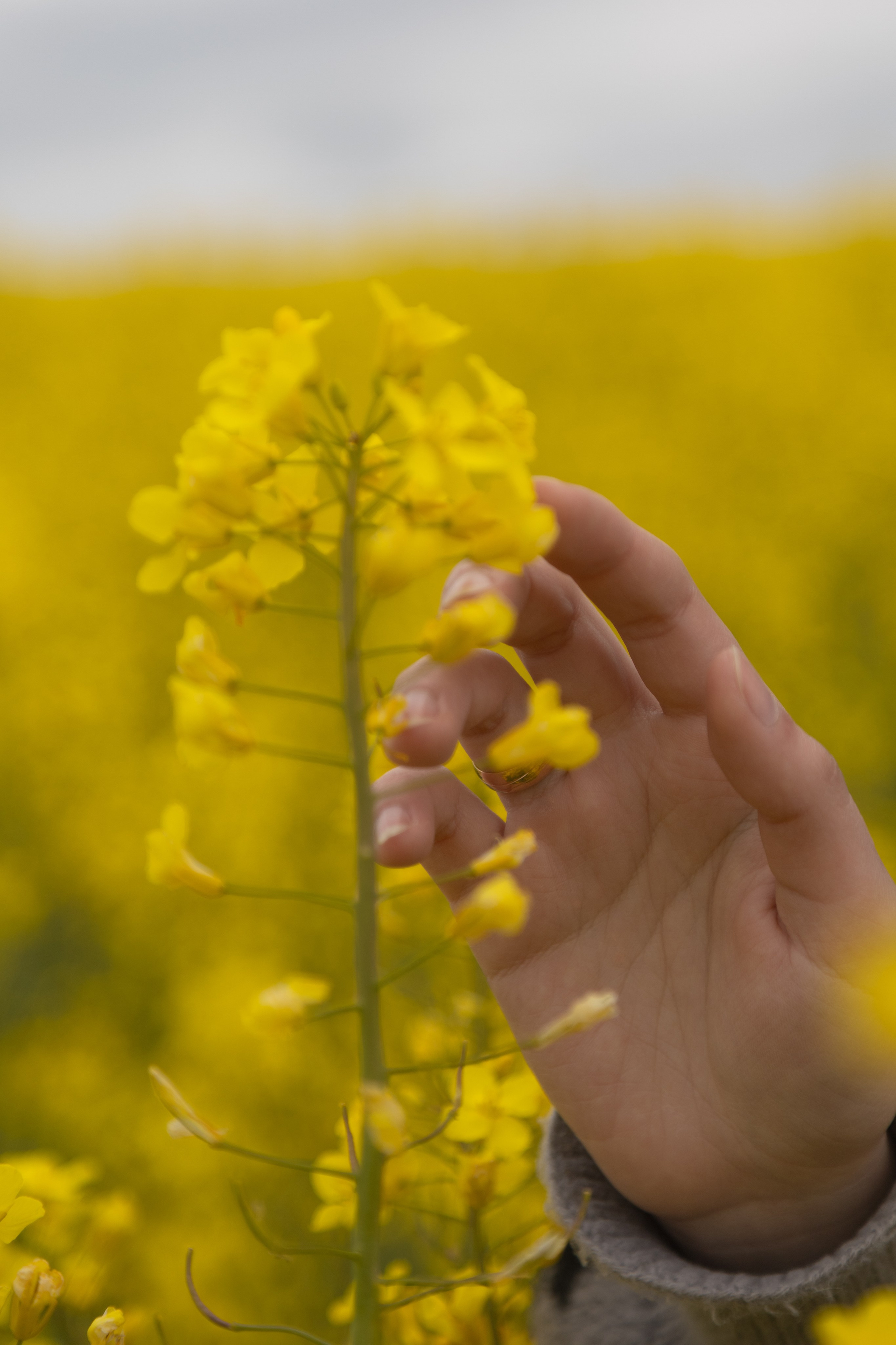 Полина Л — (Рапсовое поле). — Digital Noise —