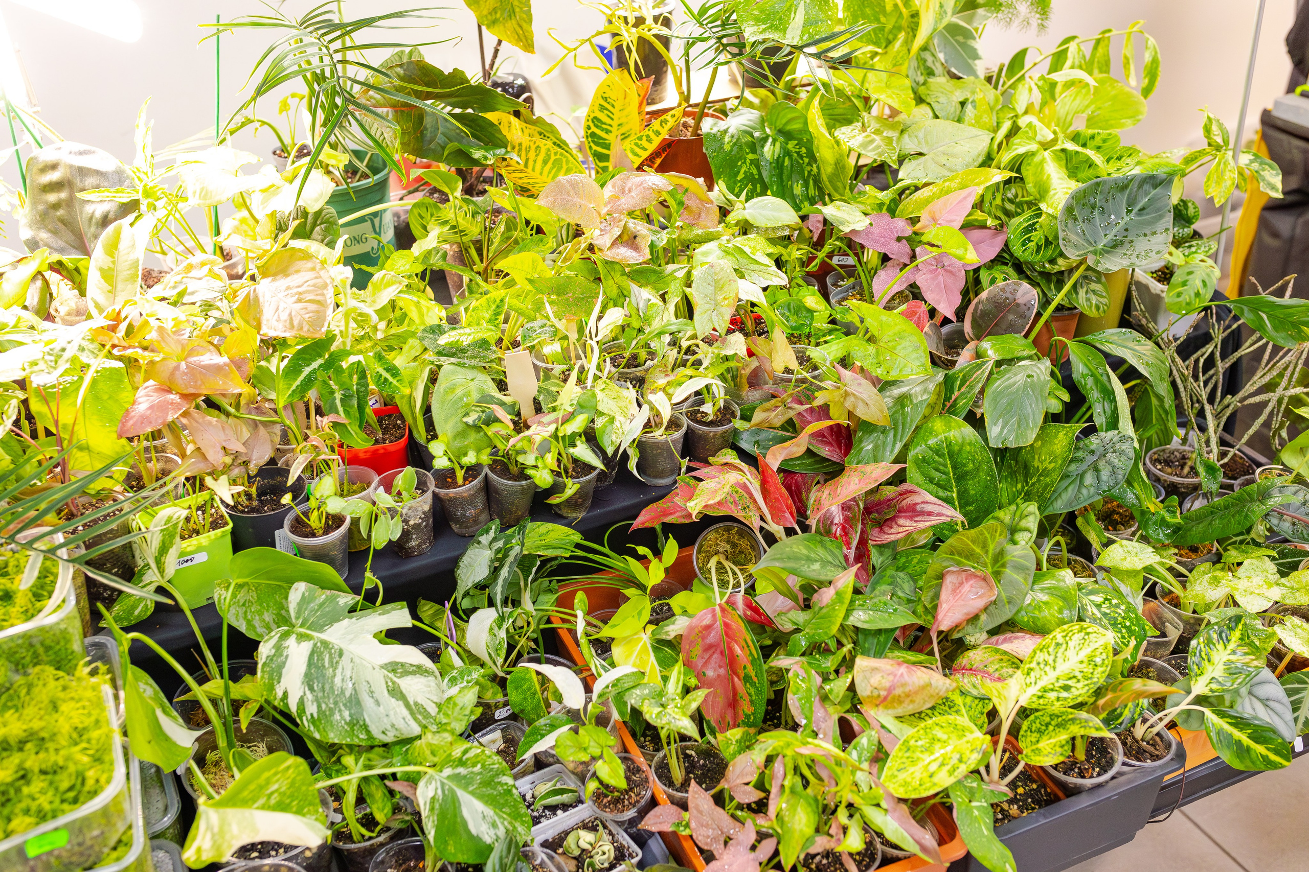 Орхидиум сентябрь 2025. Александра Куликова фотограф, Москва