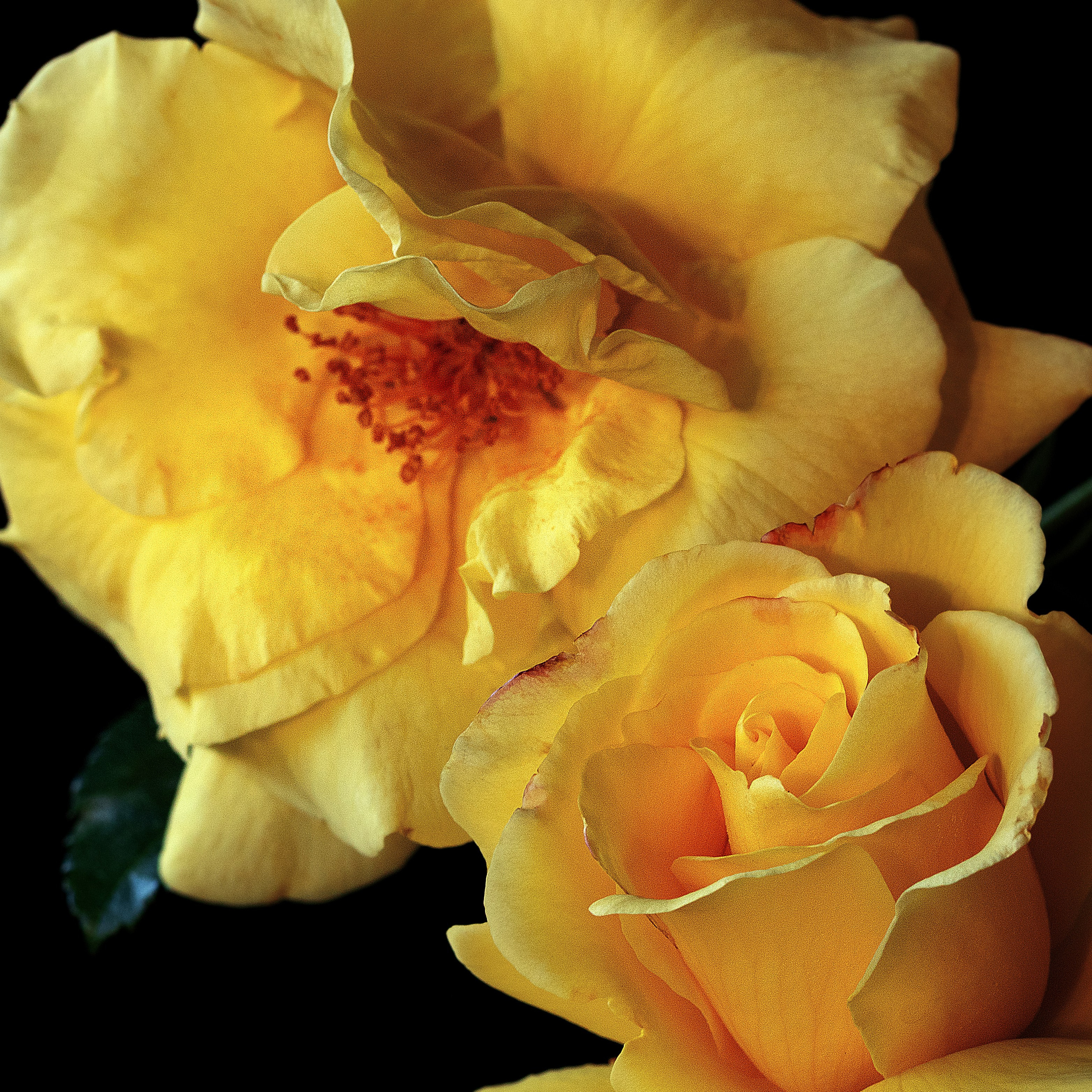 Yellow Queen. Author’s fine art prints with international delivery