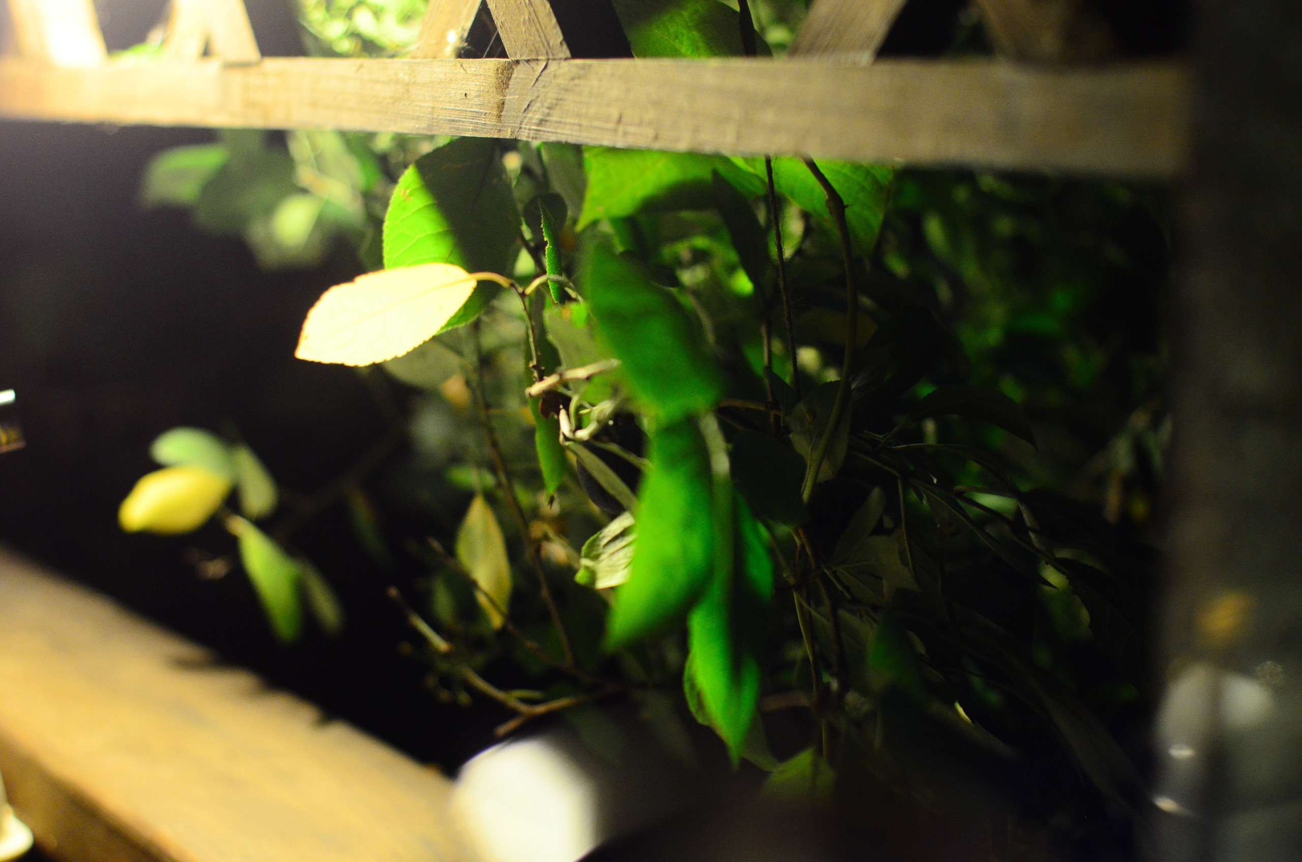 Системы хранения с фасадами из дикого дерева. Авторская фотография. Близнецовые пламёна