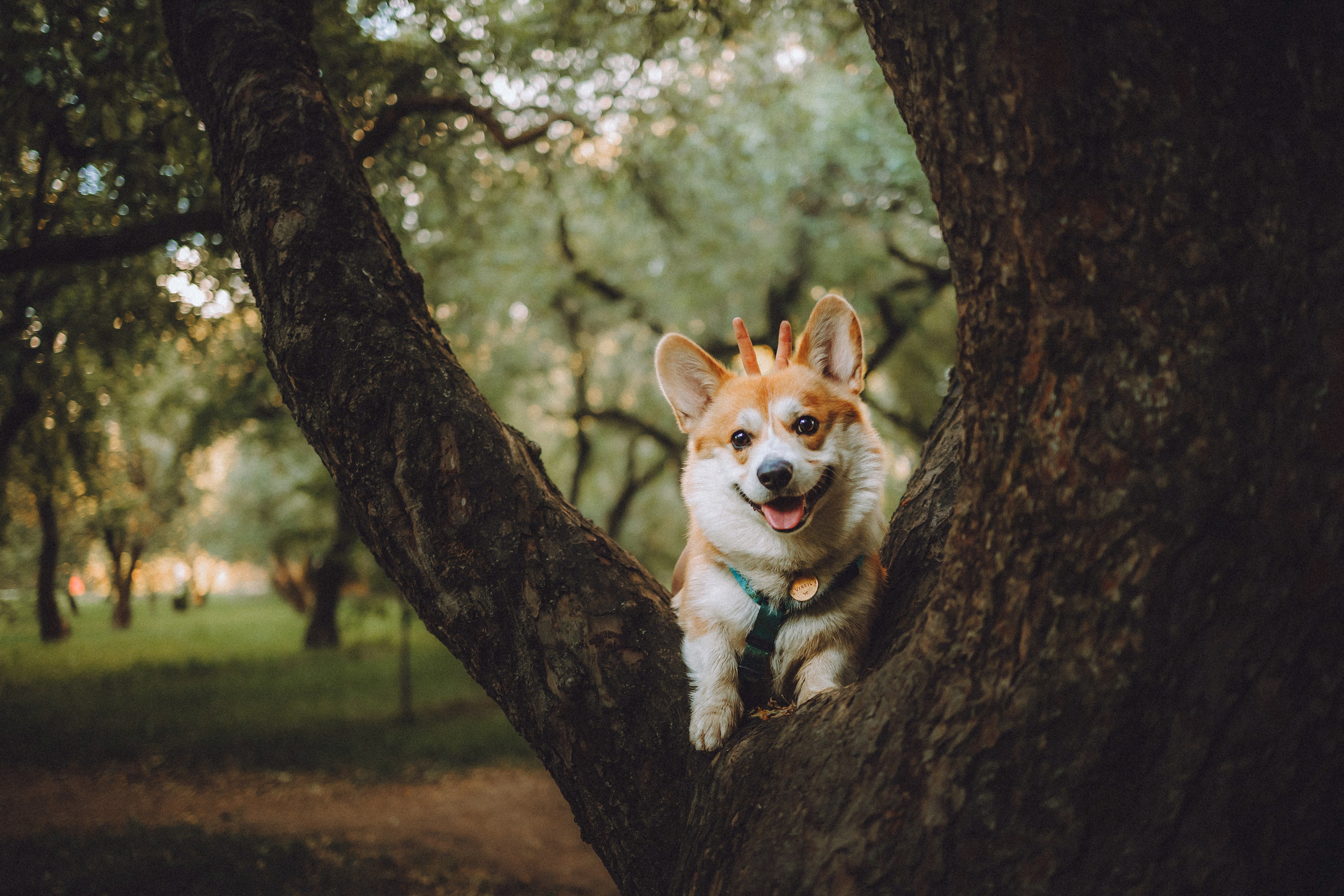 Вирджик и его семья