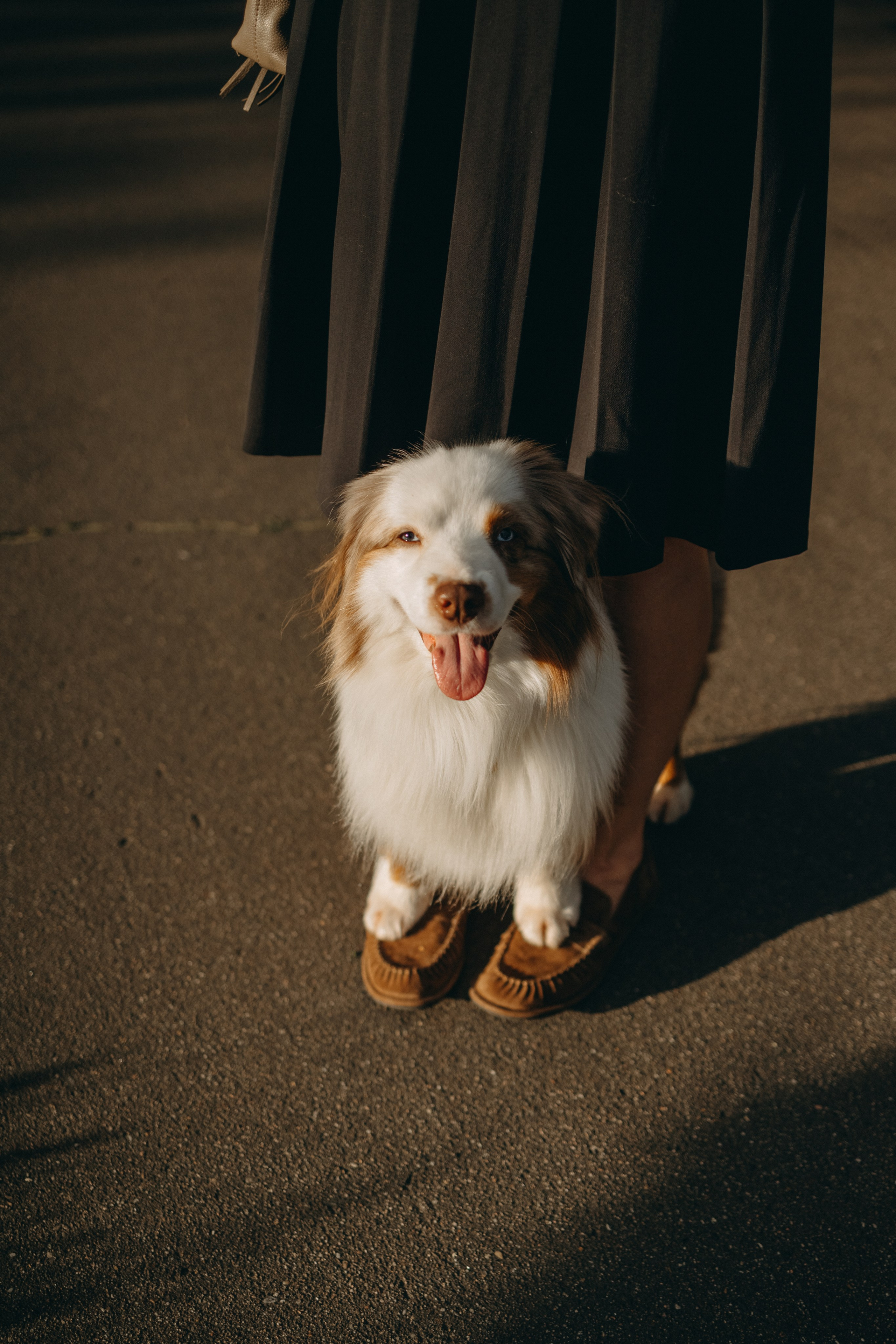 Маша и Эклер. Фотограф — Анималист | Санкт-Петербург