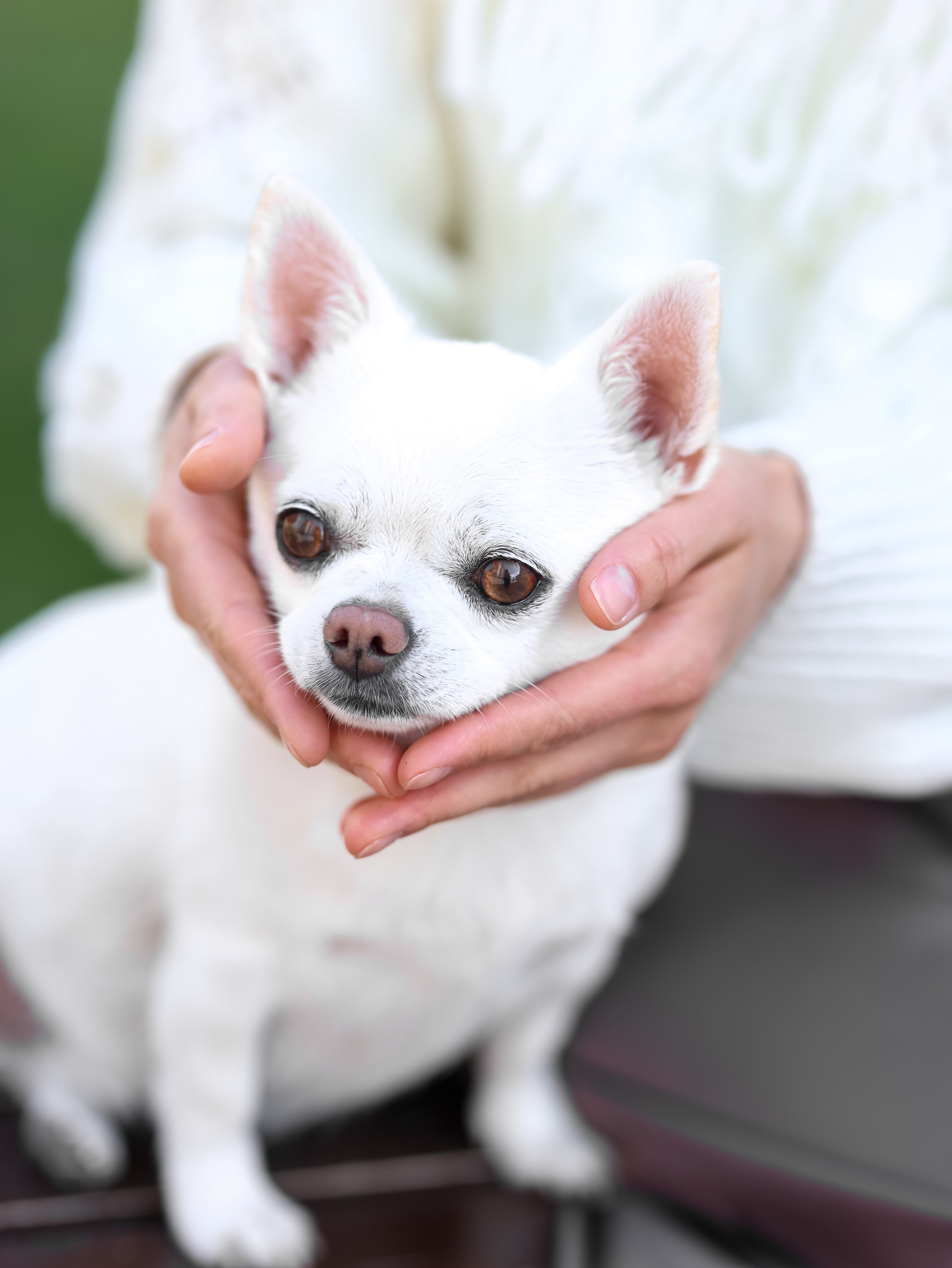 Зефир и Алена. Фотограф-анималист в Москве Кириллова Татьяна