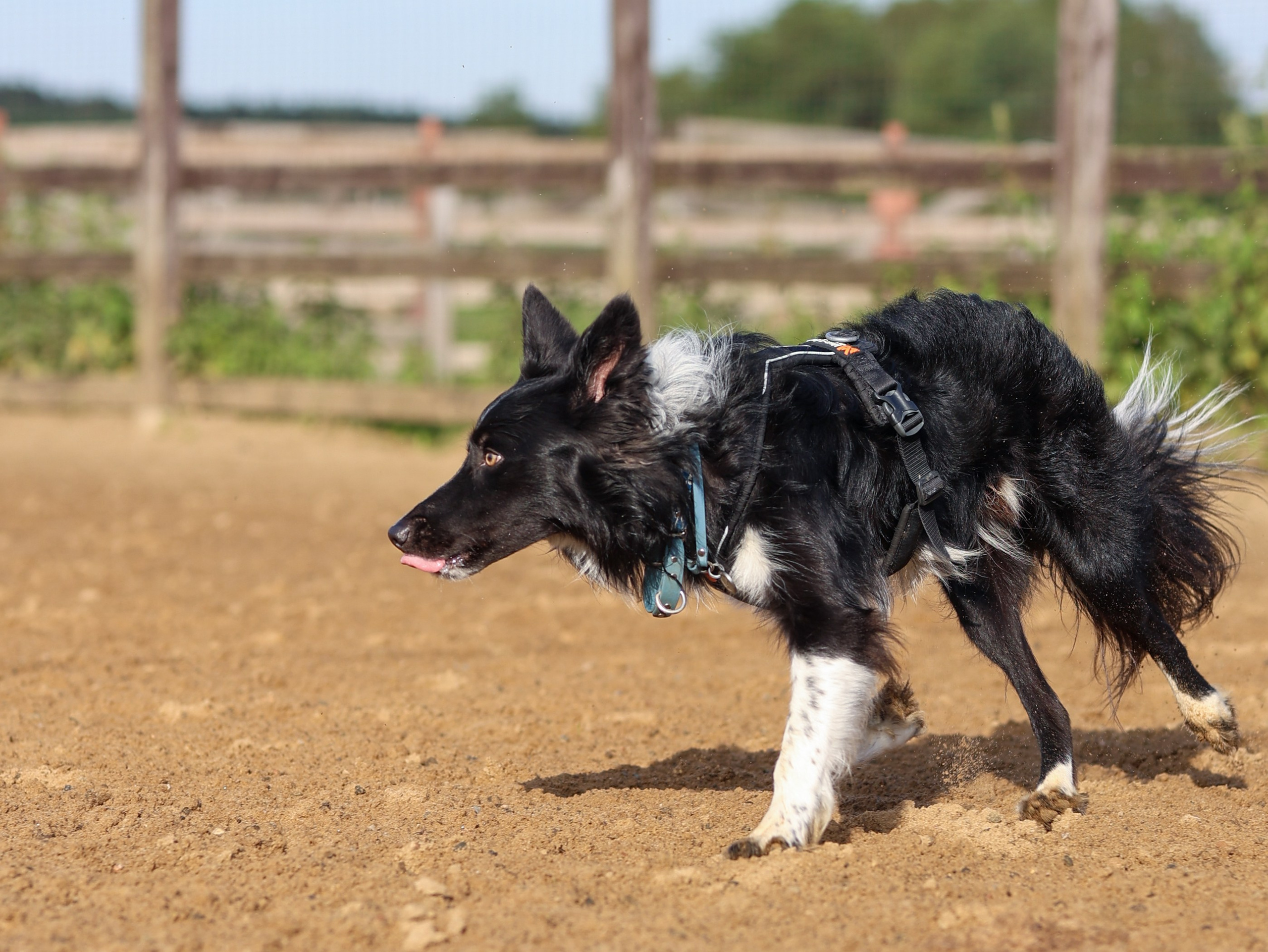 Пастьба. Фотограф-анималист в Москве Кириллова Татьяна