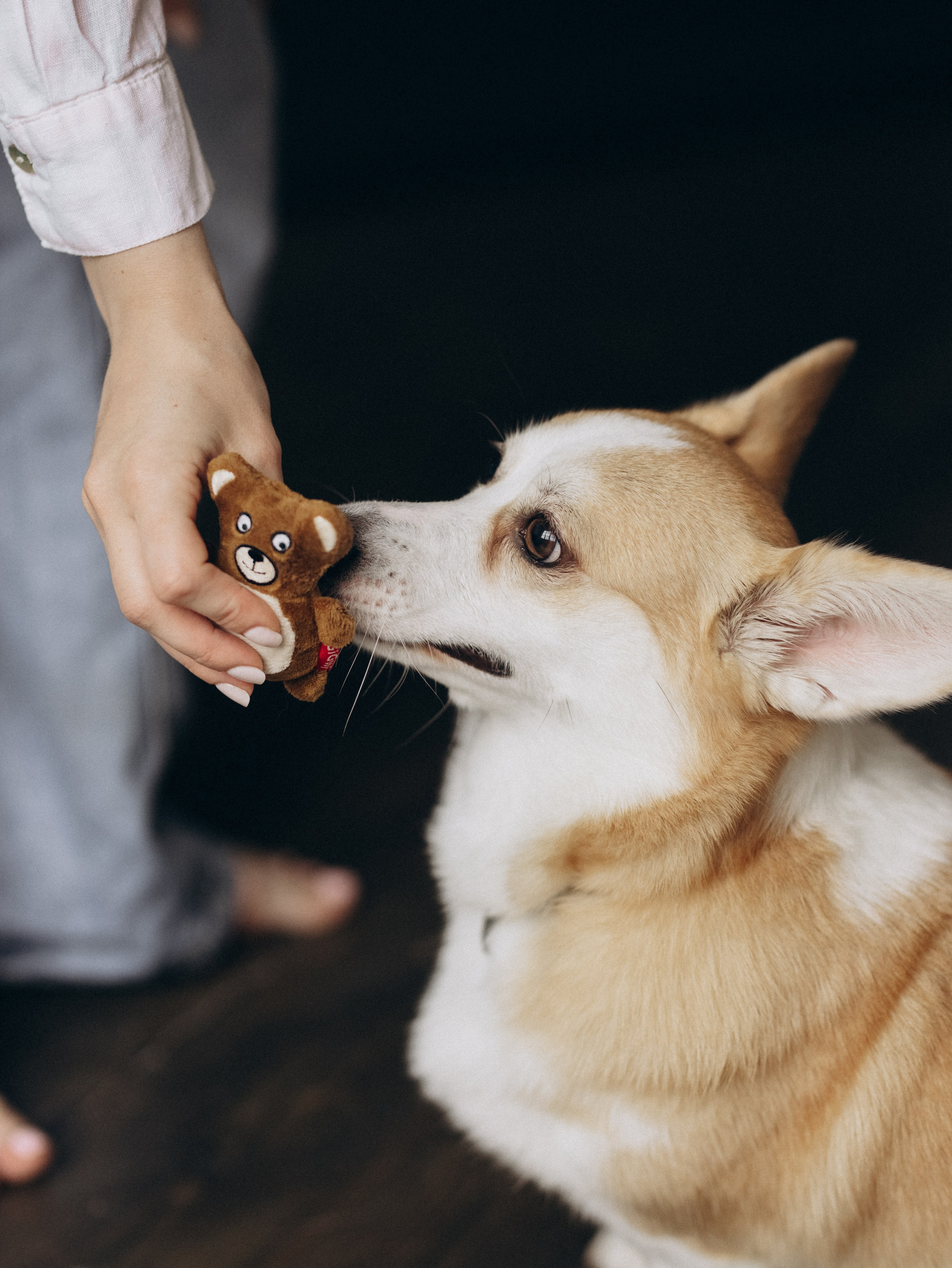 Оливка и Ника. Фотограф-анималист в Москве Кириллова Татьяна