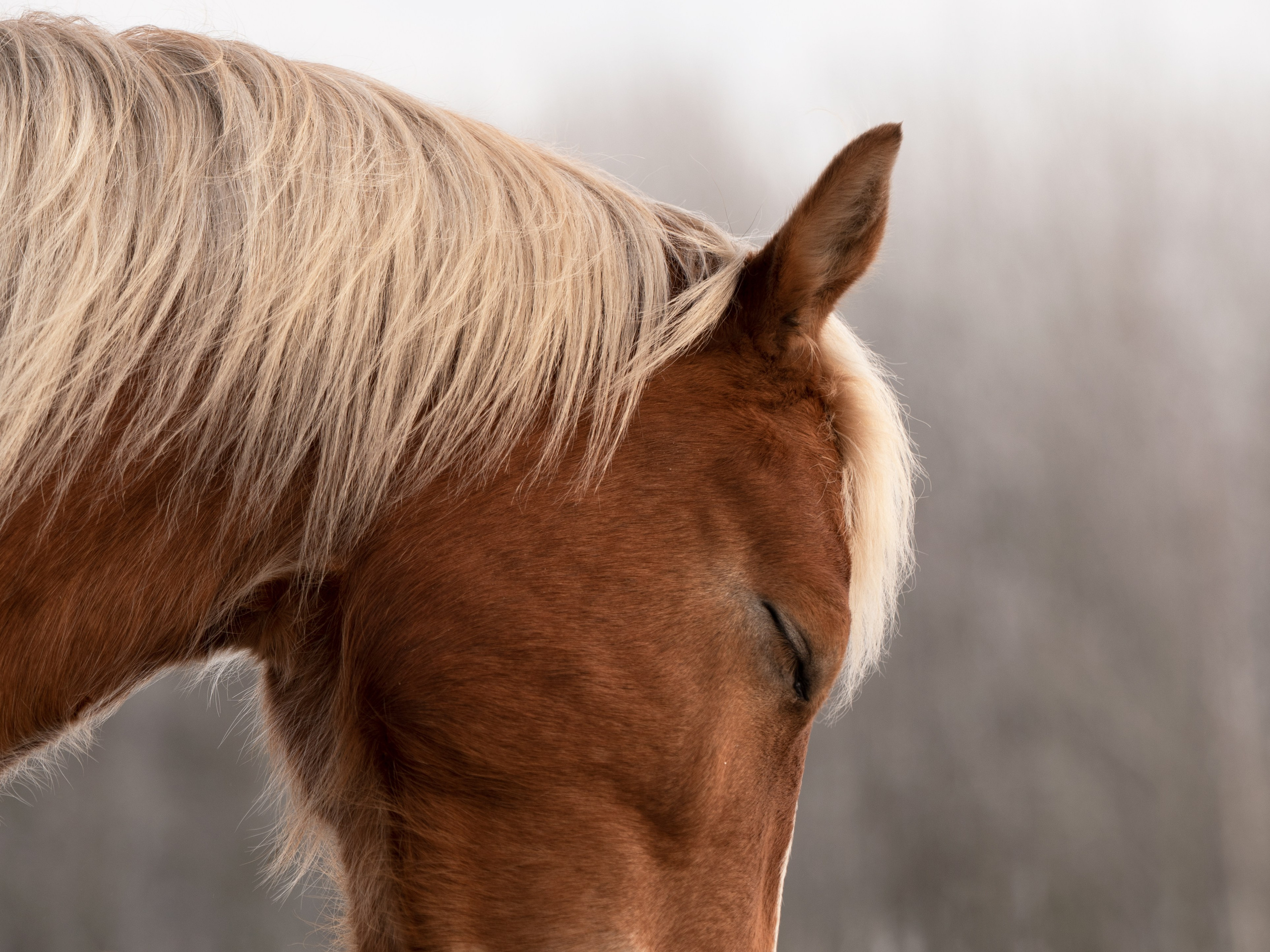 Портрет лошади, лошадь, конь, фото лошади, фотография лошади, конный фотограф, съемка лошадей, фотограф лошадей, конная фотография, конный фотограф, конный фотограф в спб, профессиональный фотограф спб, фотограф спб, ахалтекинец, рысак, спортивная лошадь, конный клуб, фотосессия с лошадьми, тракененская лошадь, зима, лошадь зимой, пейзаж, зимний лес свободные лошади, орловец, орловский рысак, орловская рысистая порода, новый год, новогодняя фотосессия, съемки с лошадьми, фото с лошадью, пони, шетленд, шетлендский пони