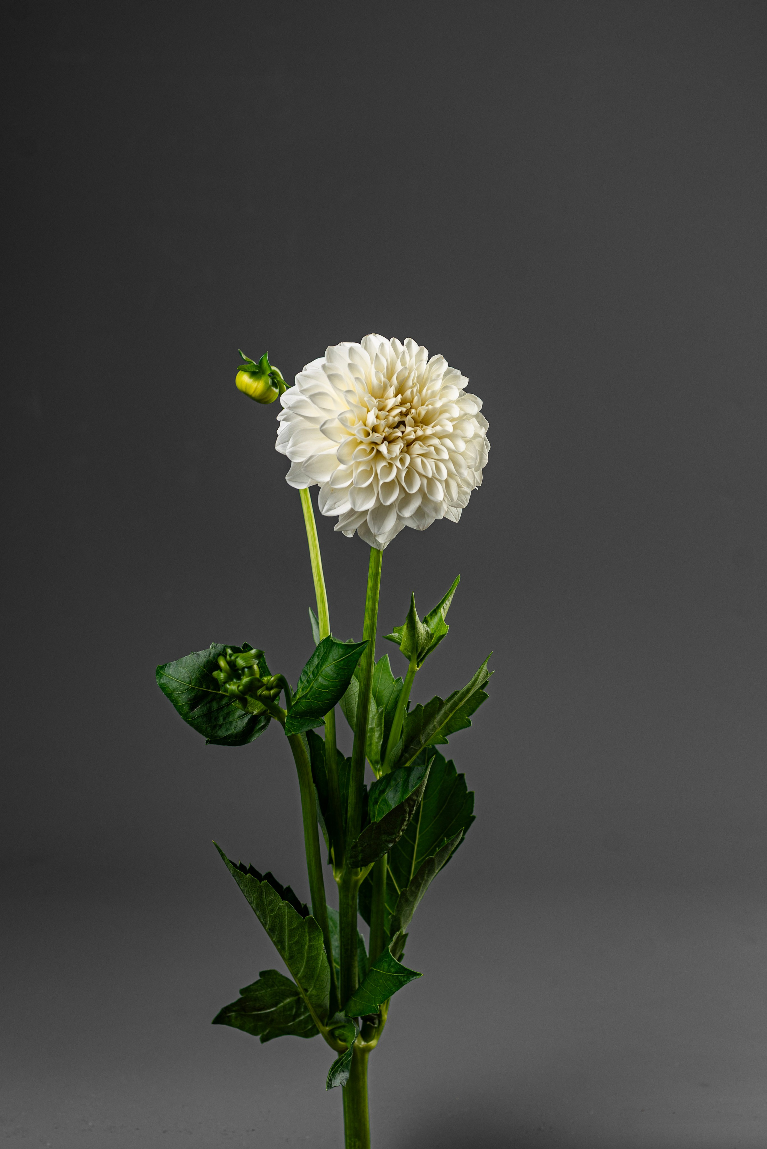 Предметная съемка. ФОТОГРАФ КРАСНОДАР КРАСНОДАРСКИЙ КРАЙ