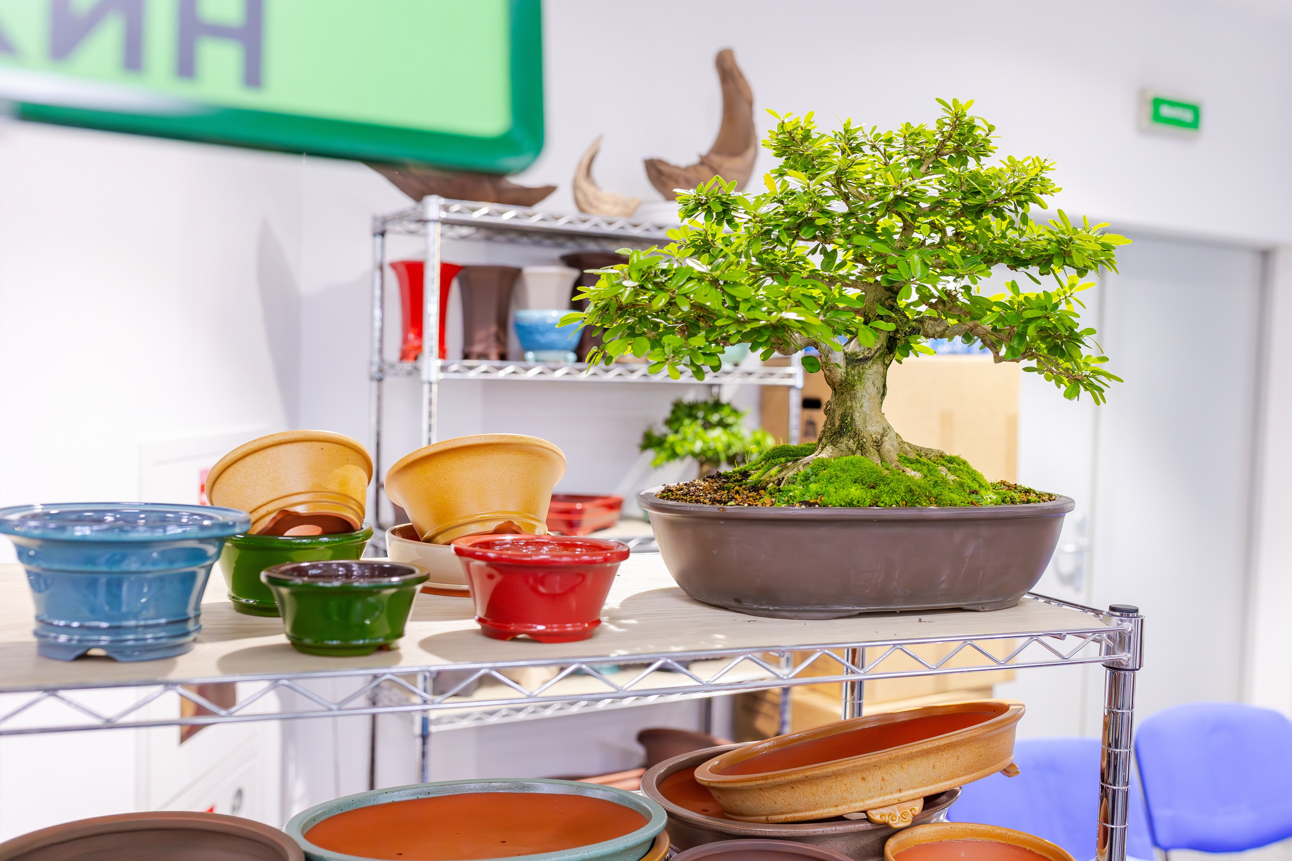 Орхидиум сентябрь 2025. Александра Куликова фотограф, Москва