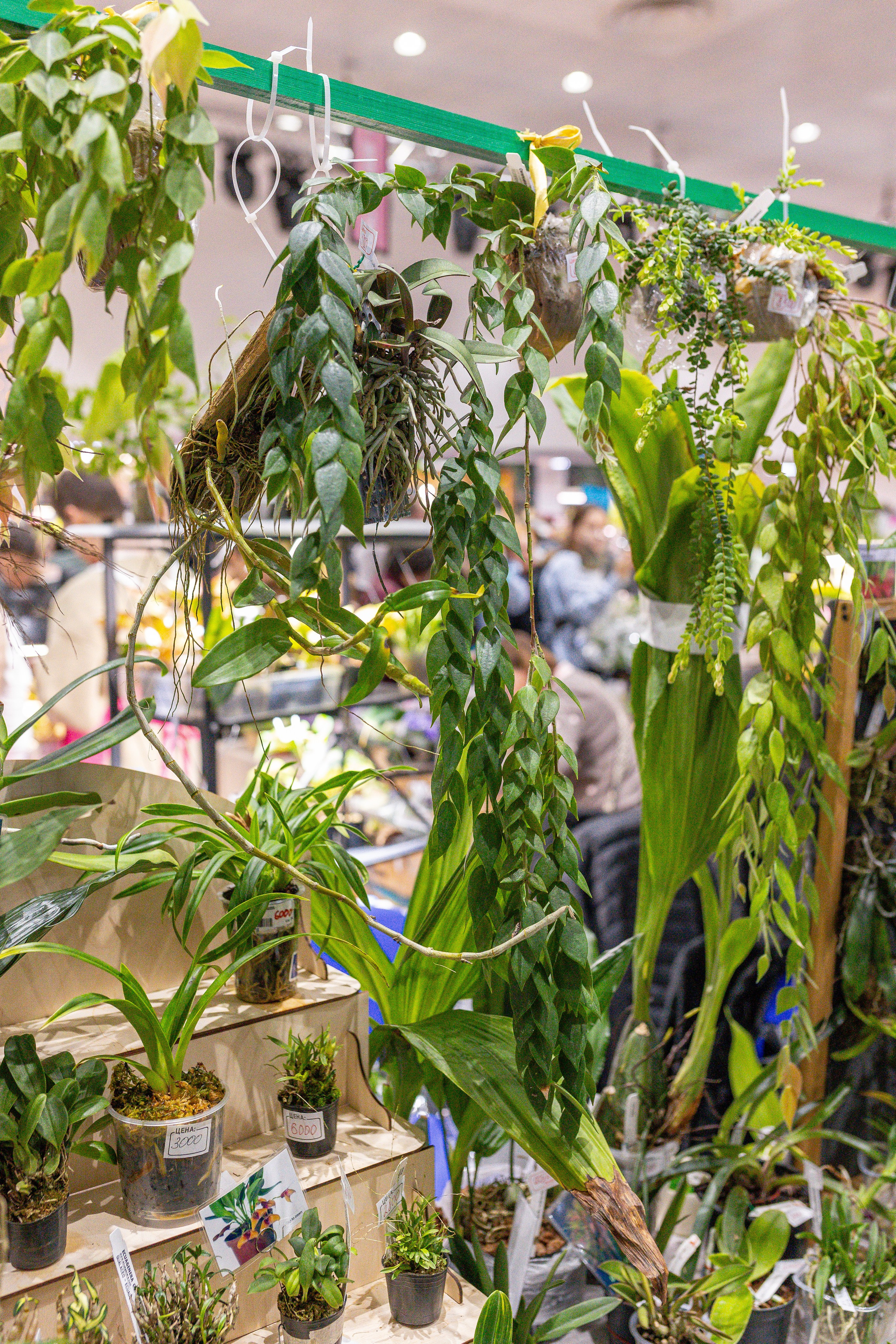 Орхидиум 12.2025. Александра Куликова фотограф, Москва