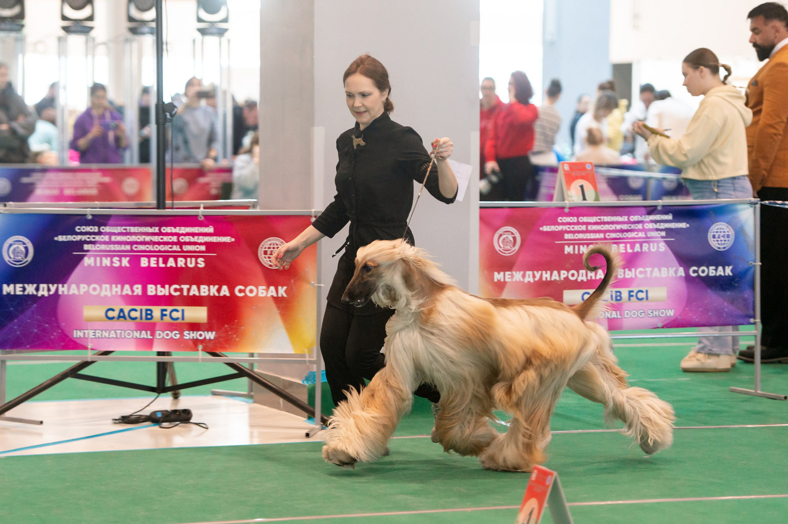 Международная выставка собак 01.03.2026. Галерея фотографий афганской борзой