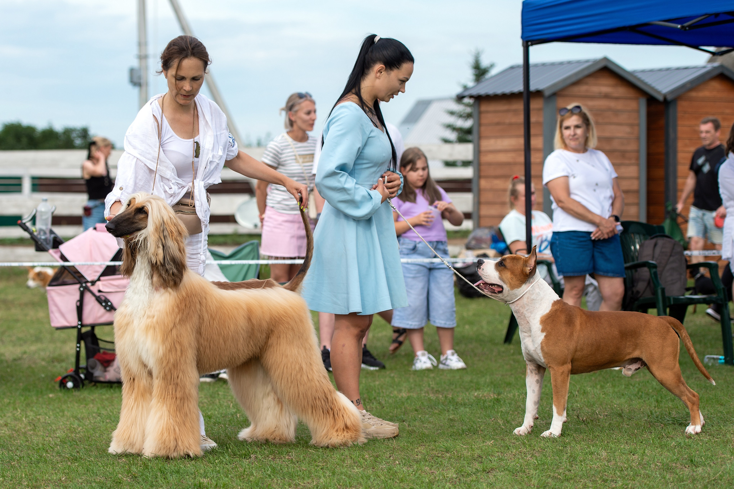 Республиканская выставка собак всех пород. Галерея фотографий афганской борзой