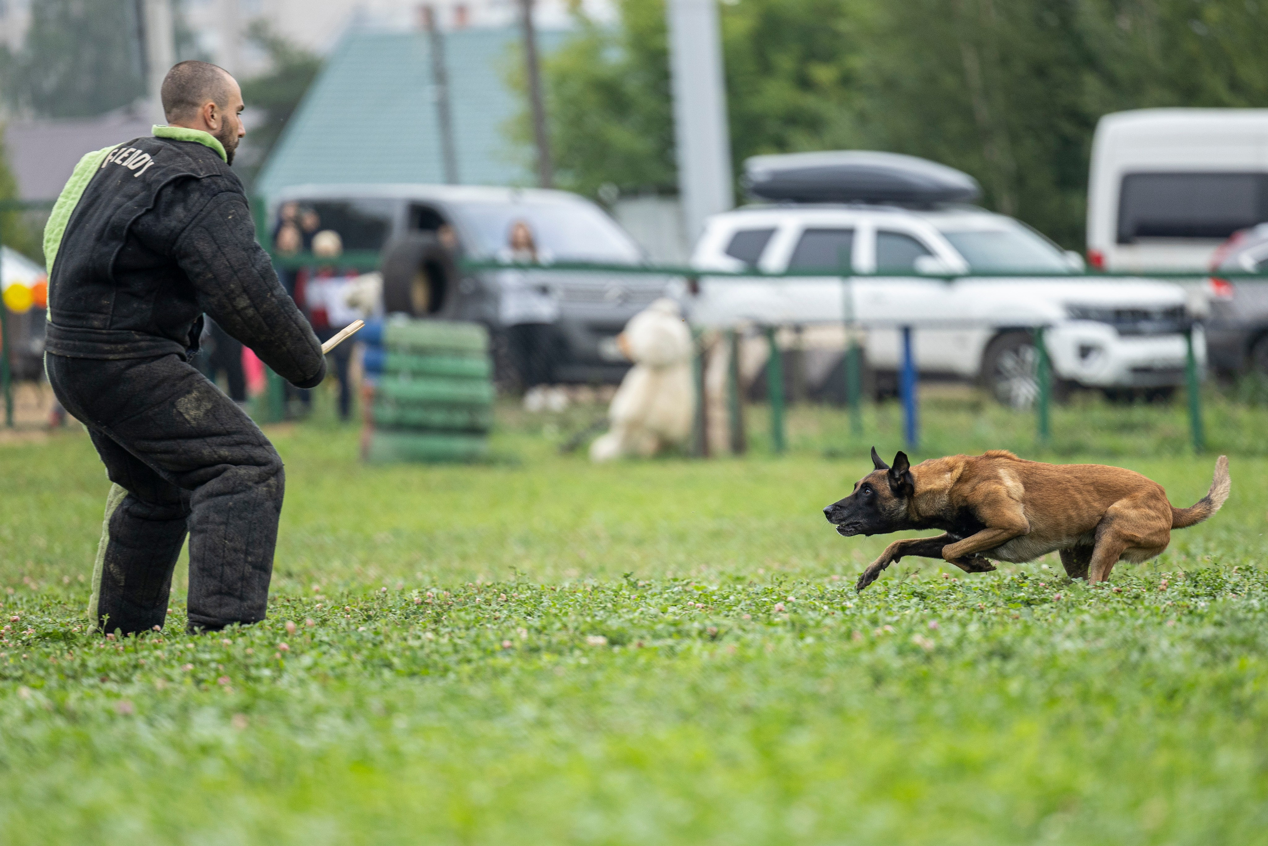 Соревнования по Мондьорингу г. Вологда 10-11.08.2024. Фотограф-анималист Анна Маринич