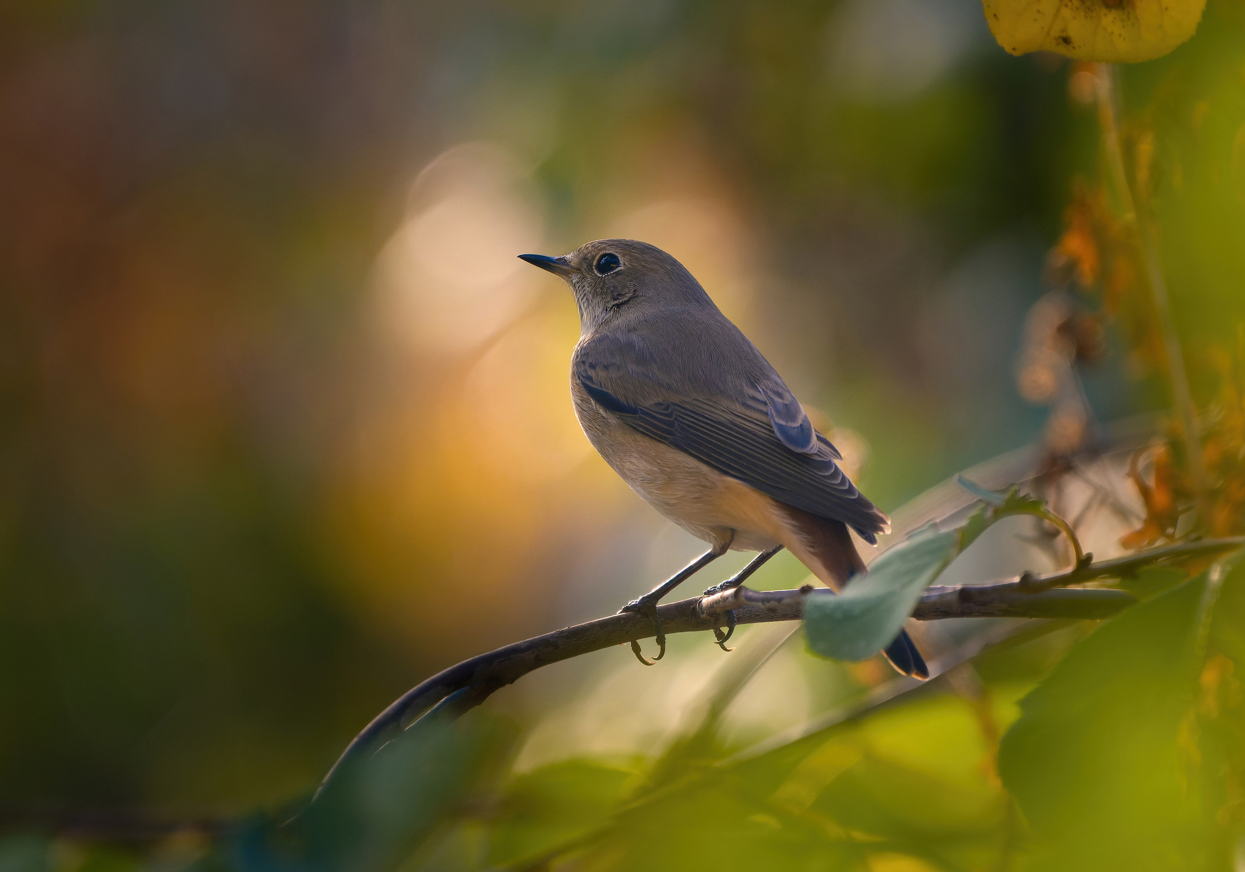 Птицы и животные. Oles Paritskiy