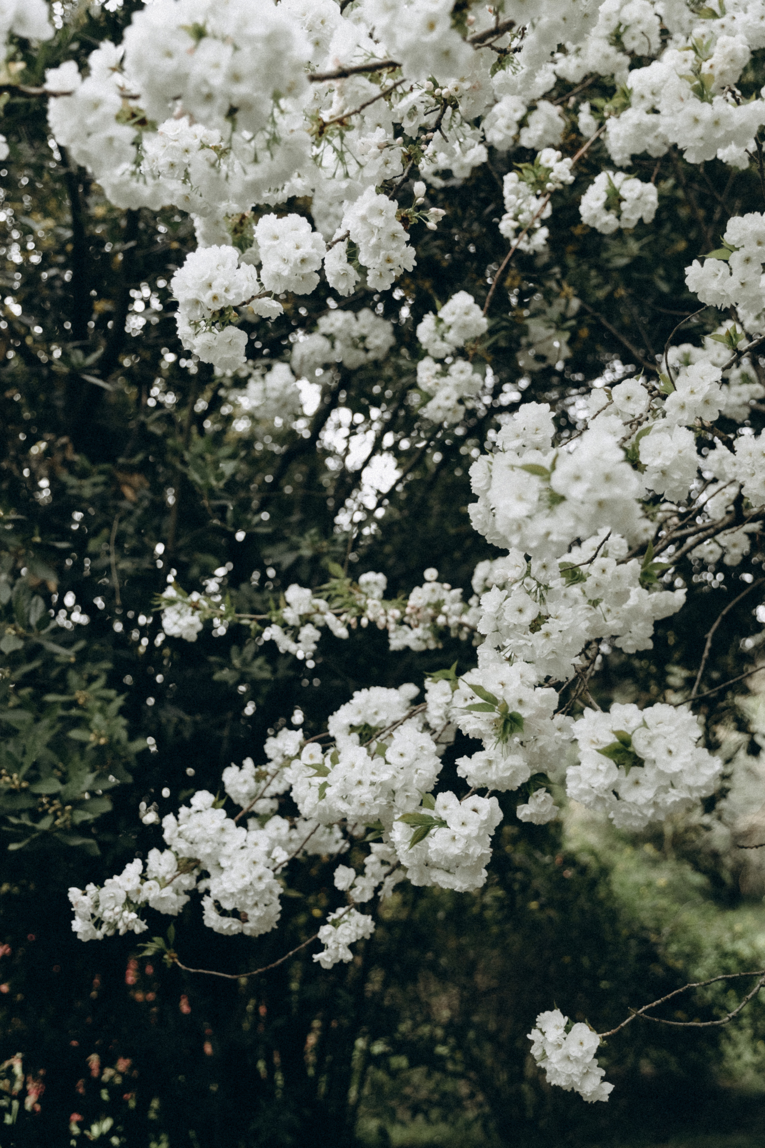 Арина. Фотограф Сочи Адлер Красная Поляна Ошутина Анастасия