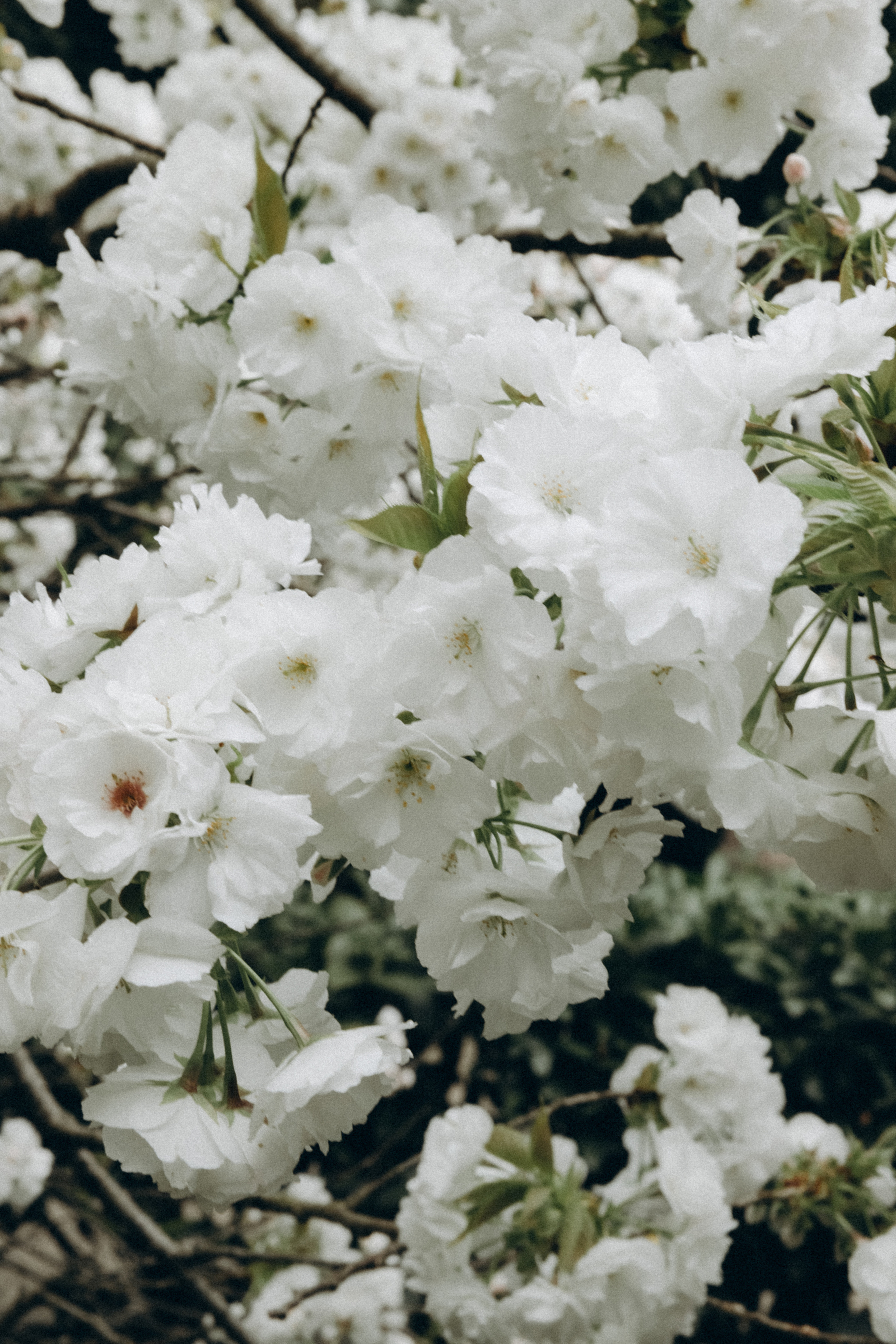 Арина. Фотограф Сочи Адлер Красная Поляна Ошутина Анастасия