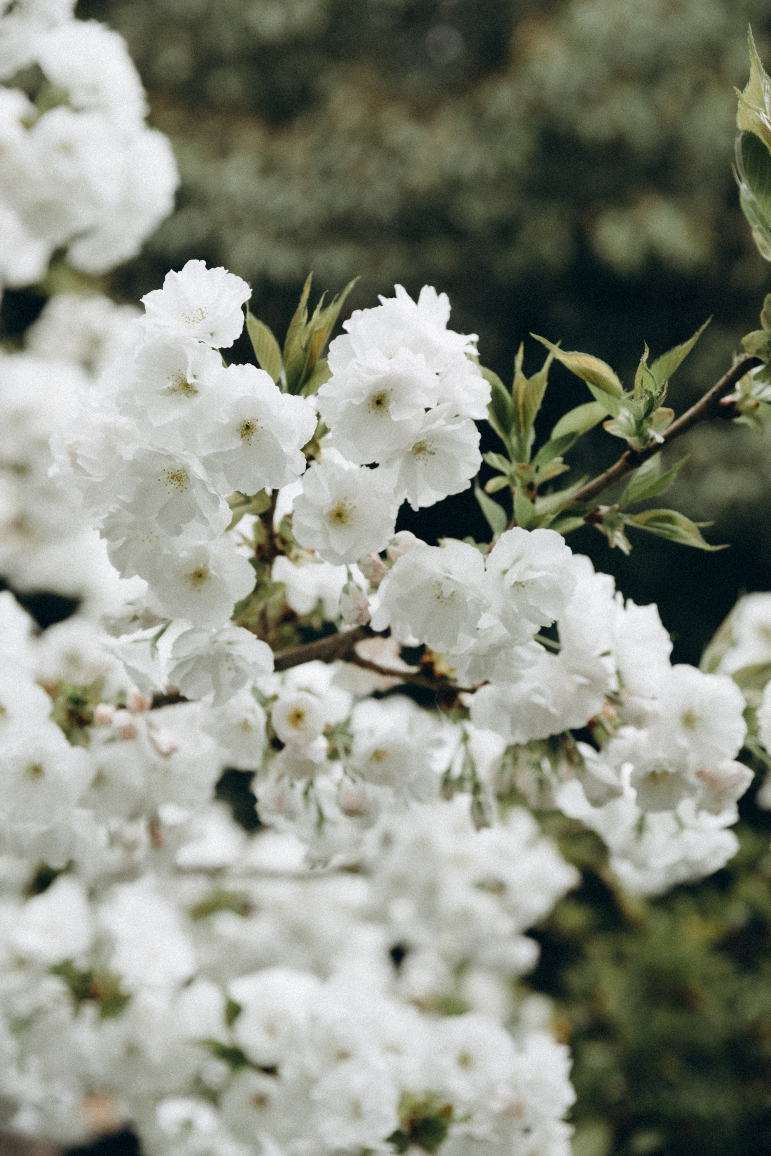 Арина. Фотограф Сочи Адлер Красная Поляна Ошутина Анастасия