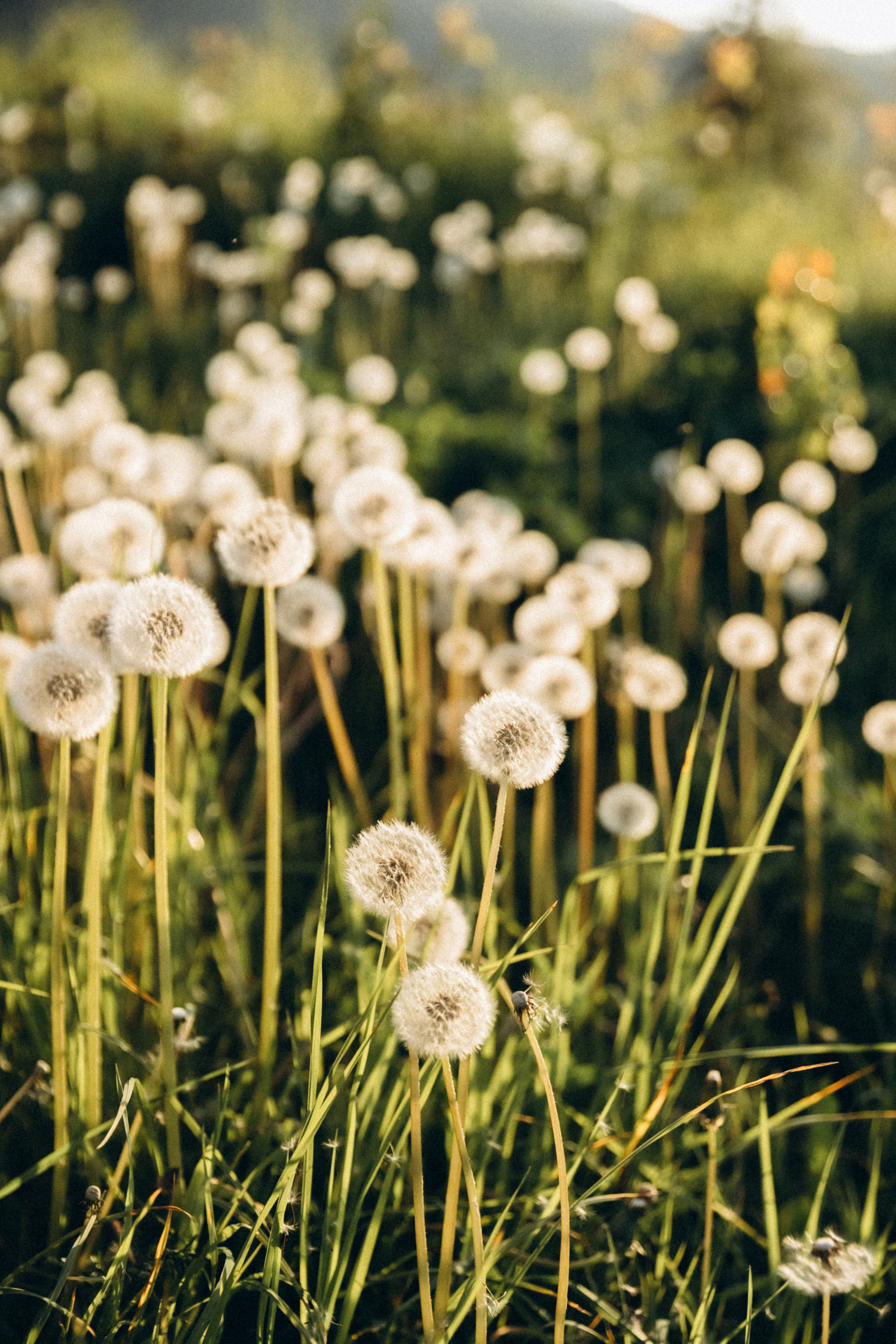 Екатерина и Никита. Фотограф Сочи Адлер Красная Поляна Ошутина Анастасия