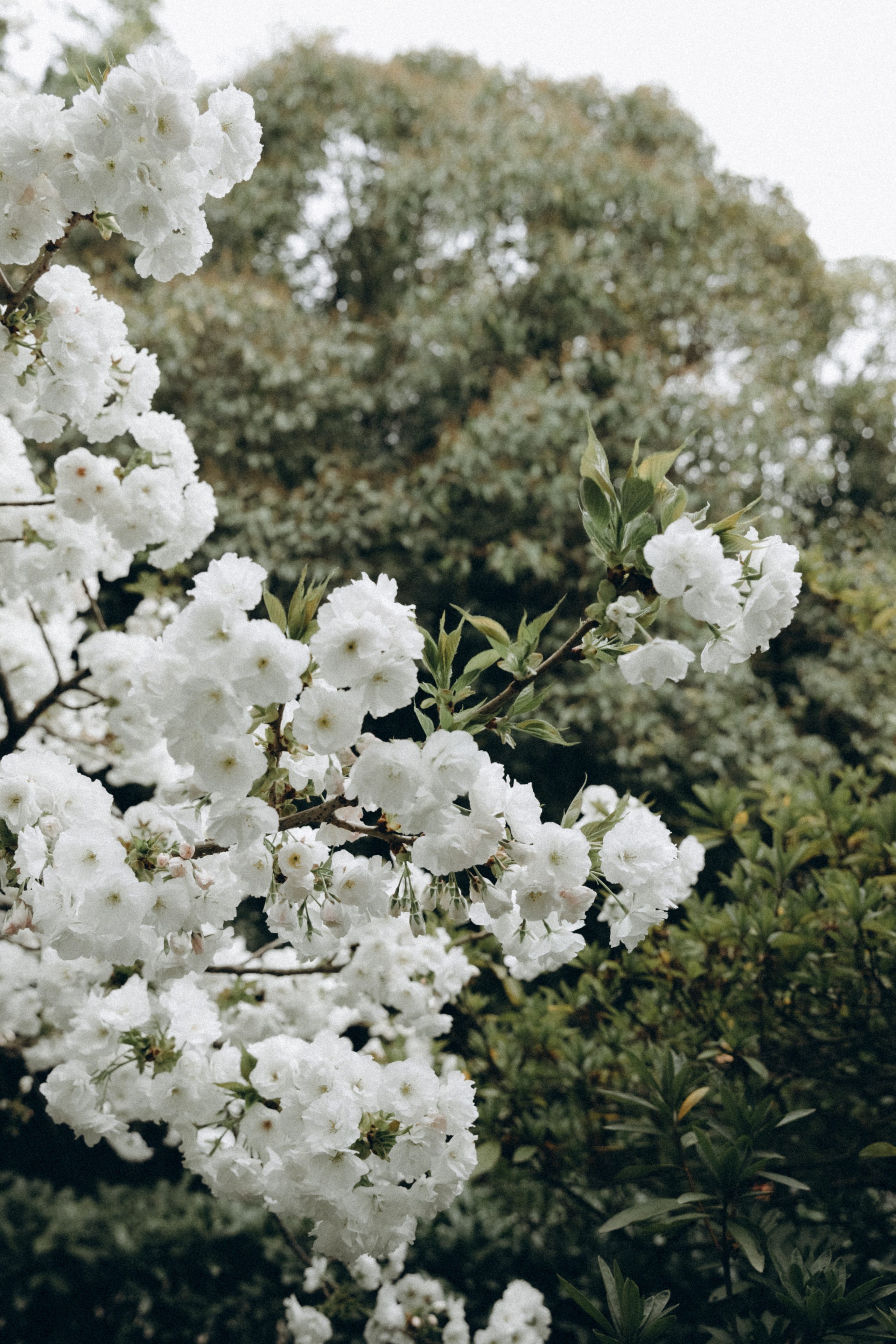 Арина. Фотограф Сочи Адлер Красная Поляна Ошутина Анастасия