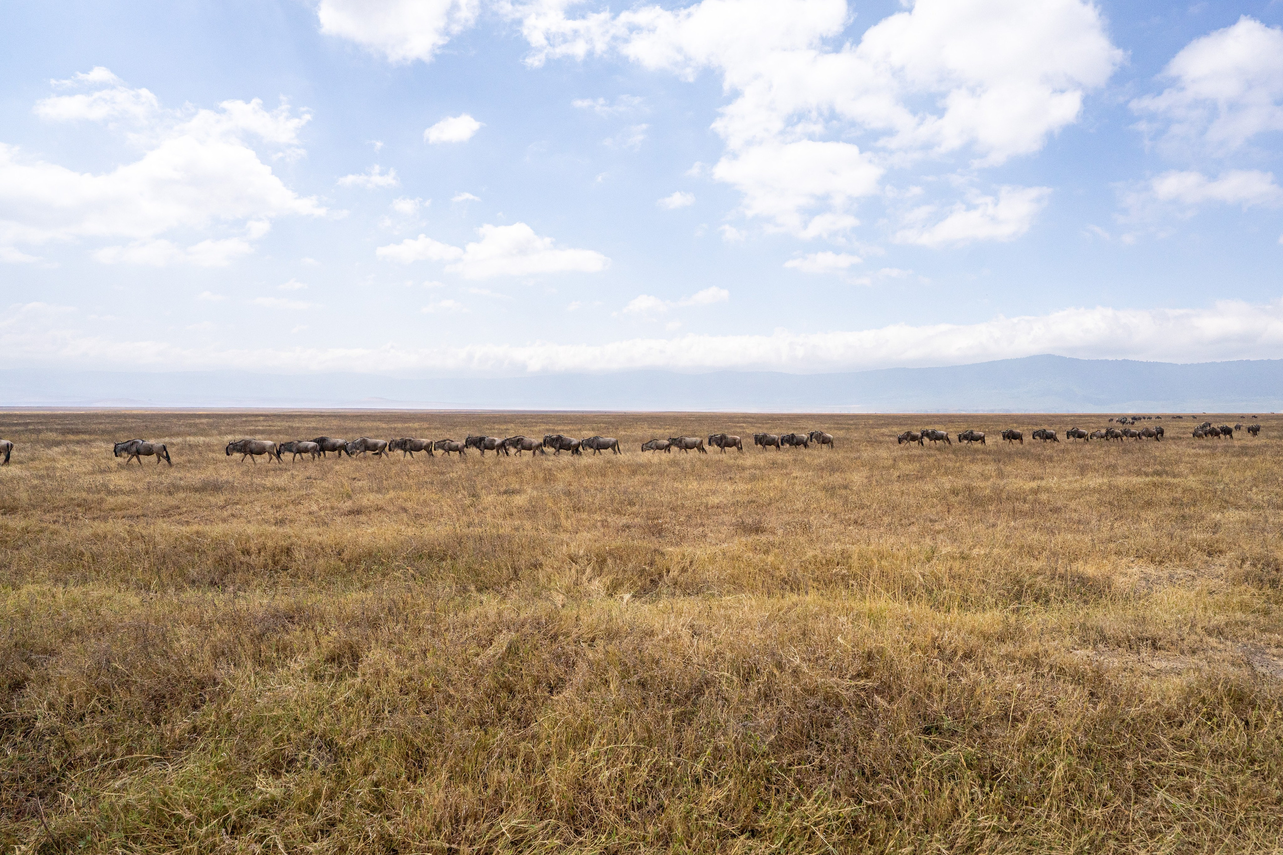 Танзания, сафари, 2025. Творческие сьемки