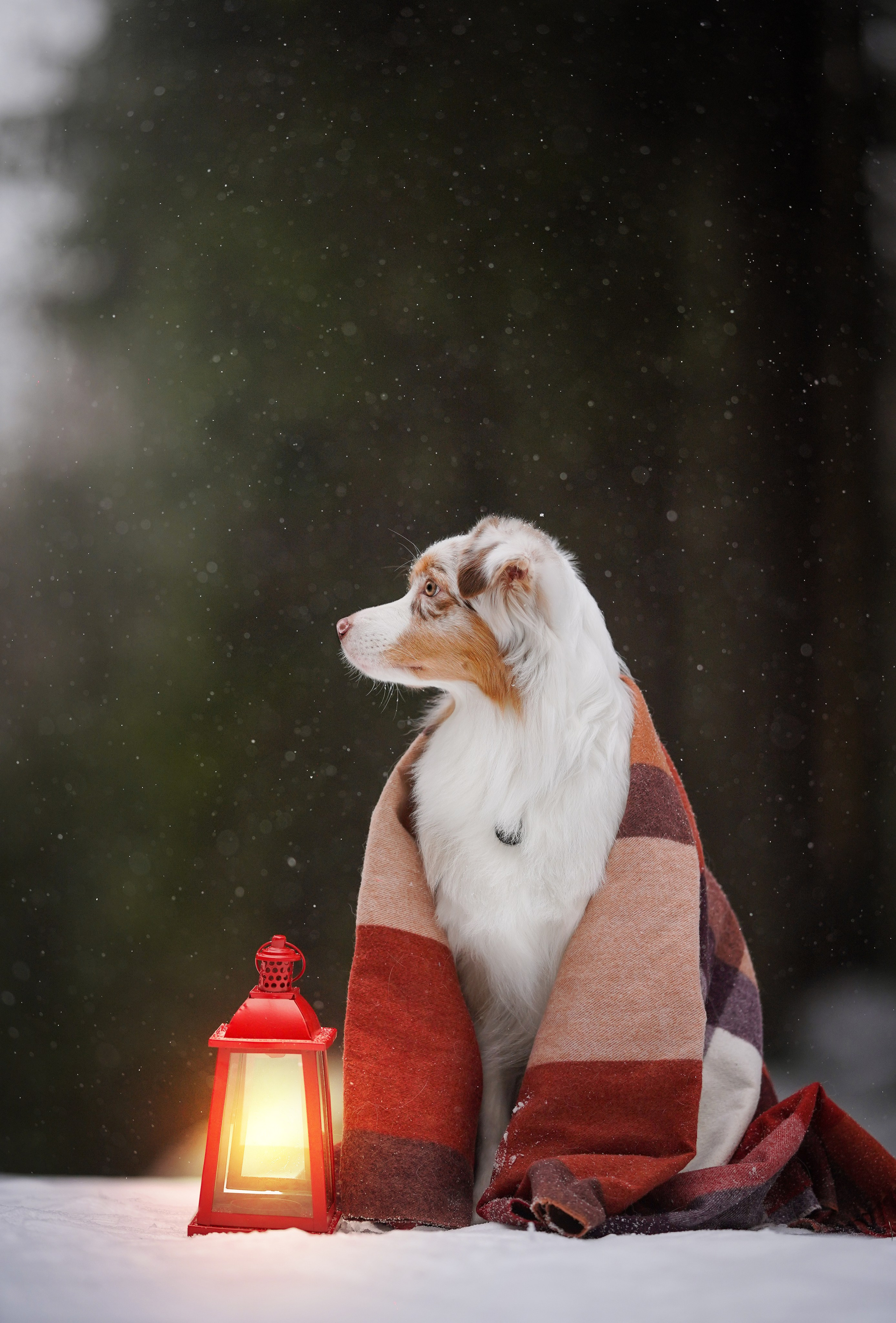 Юни и Панда. Фотограф-анималист в Санкт-Петербурге Яна Мартынова
