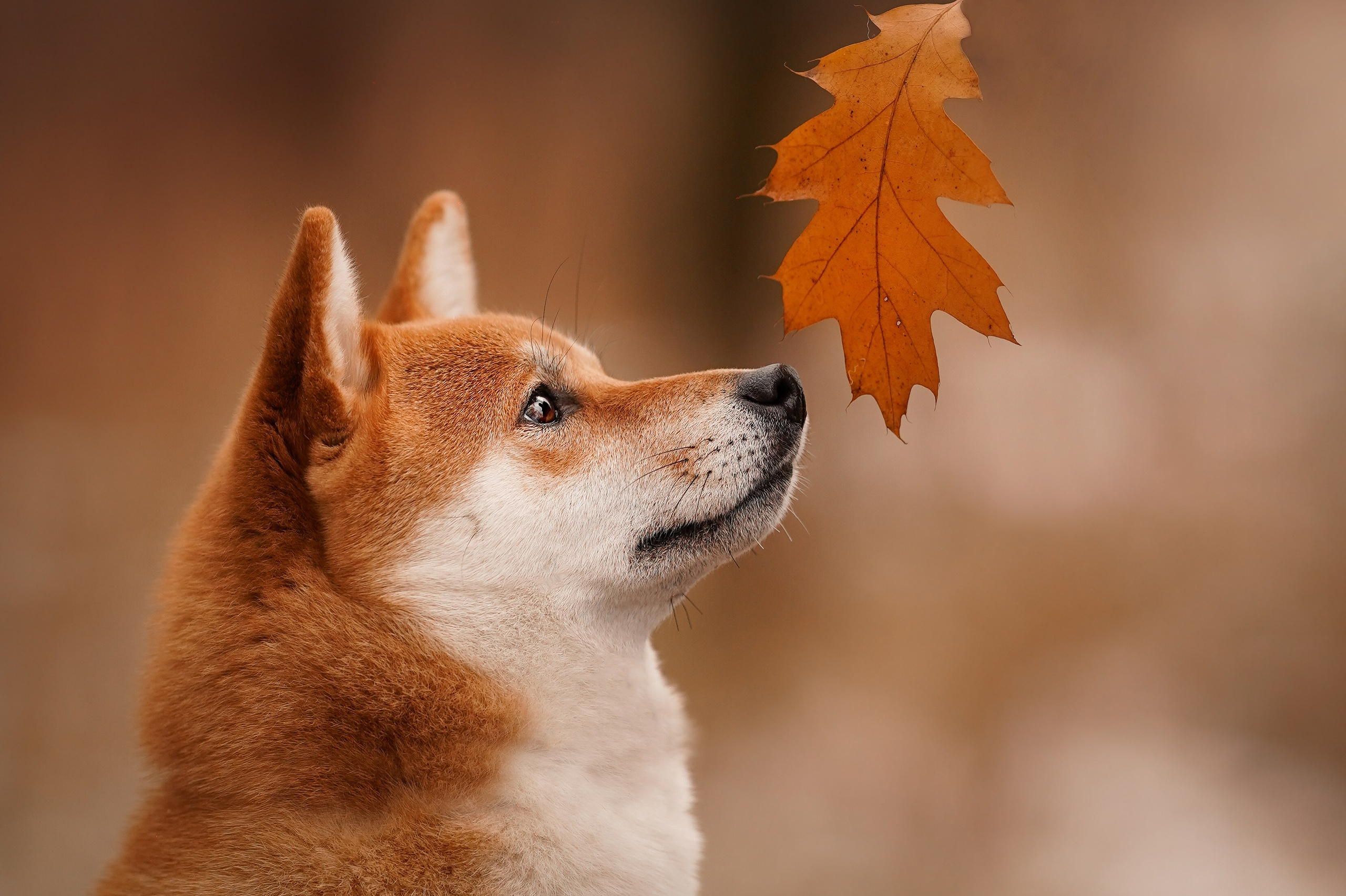 Алина и Юми. Фотограф-анималист в Санкт-Петербурге Яна Мартынова