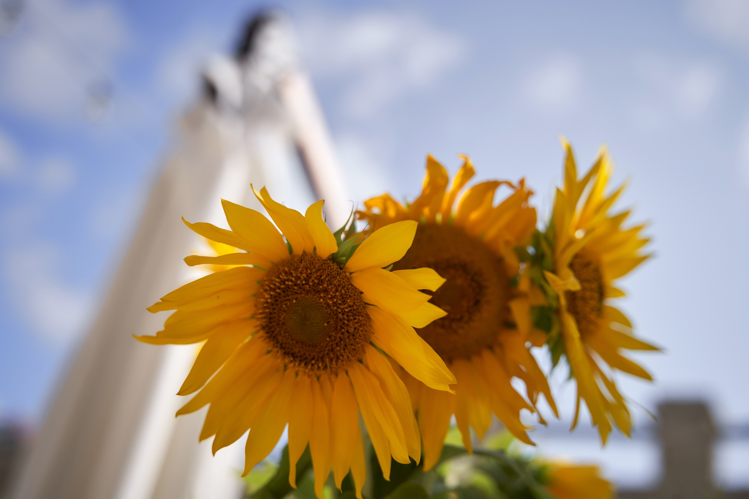 Love Story в Шато Андре. ТВИНС СТУДИО — лучшие свадебные фотографы и видеографы в Краснодаре