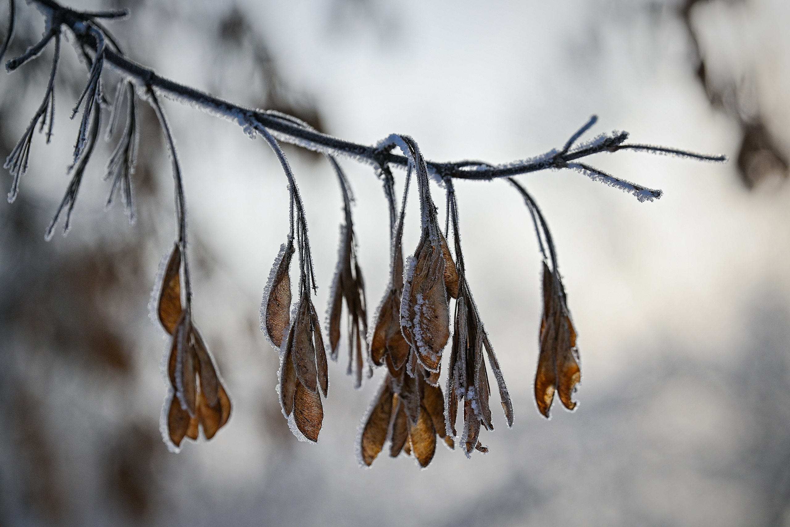 Сибирская зима прекрасна!. FotoGraf