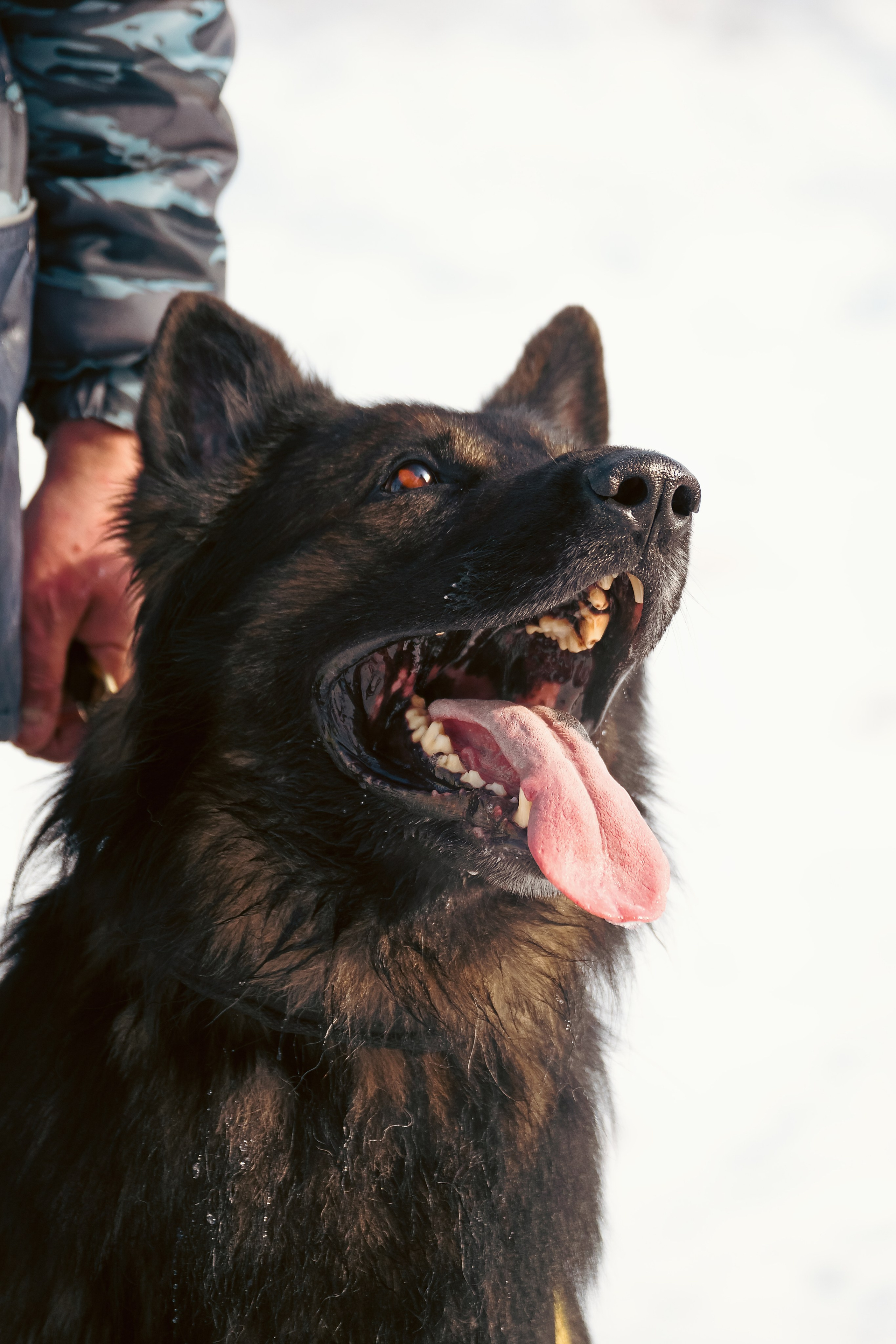 Репортажная съемка. Фотограф-анималист Нижний Новгород