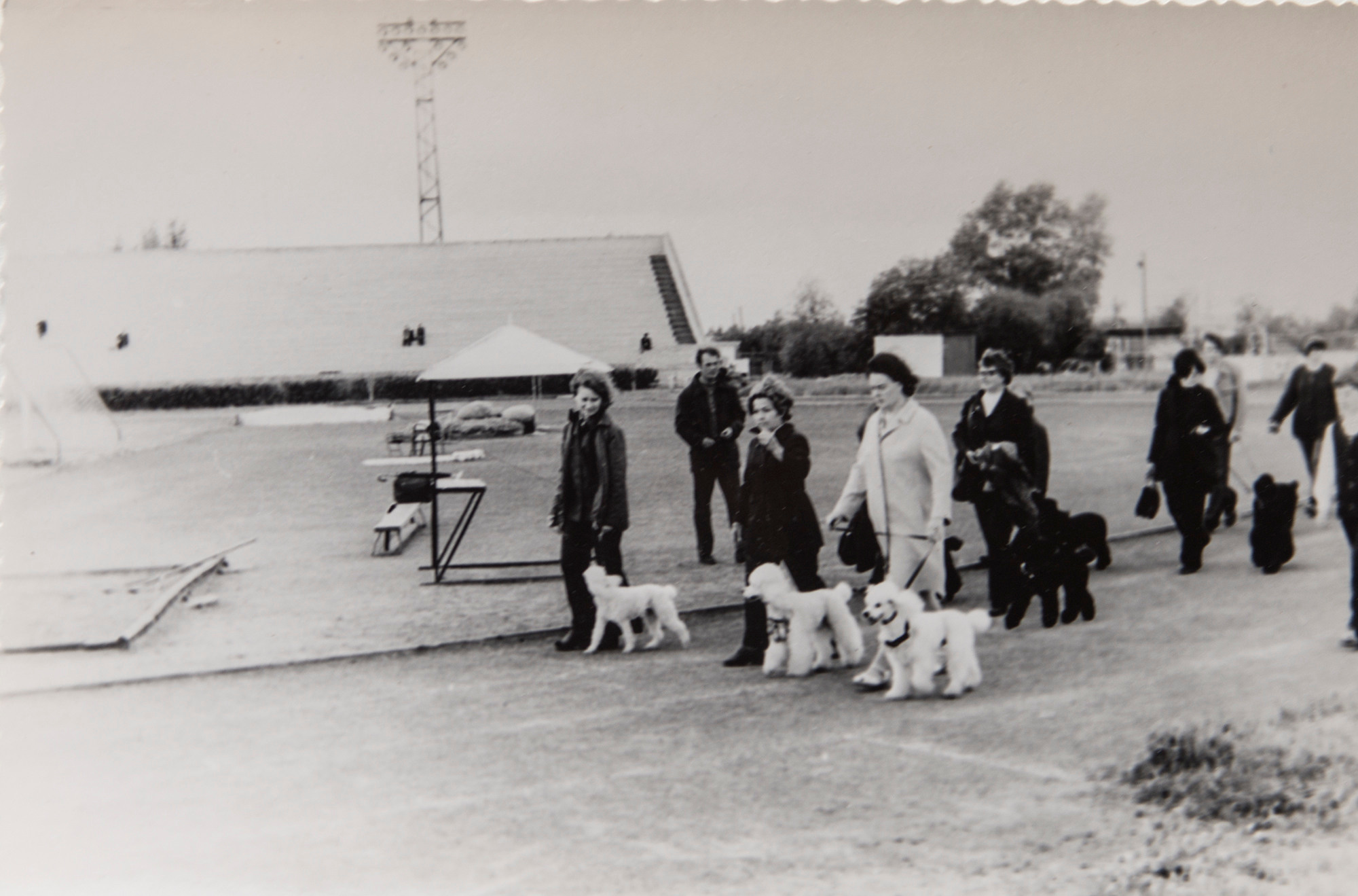 Архивные фотографии с изображением собак. Plechinta Ekaterina documentary photographer